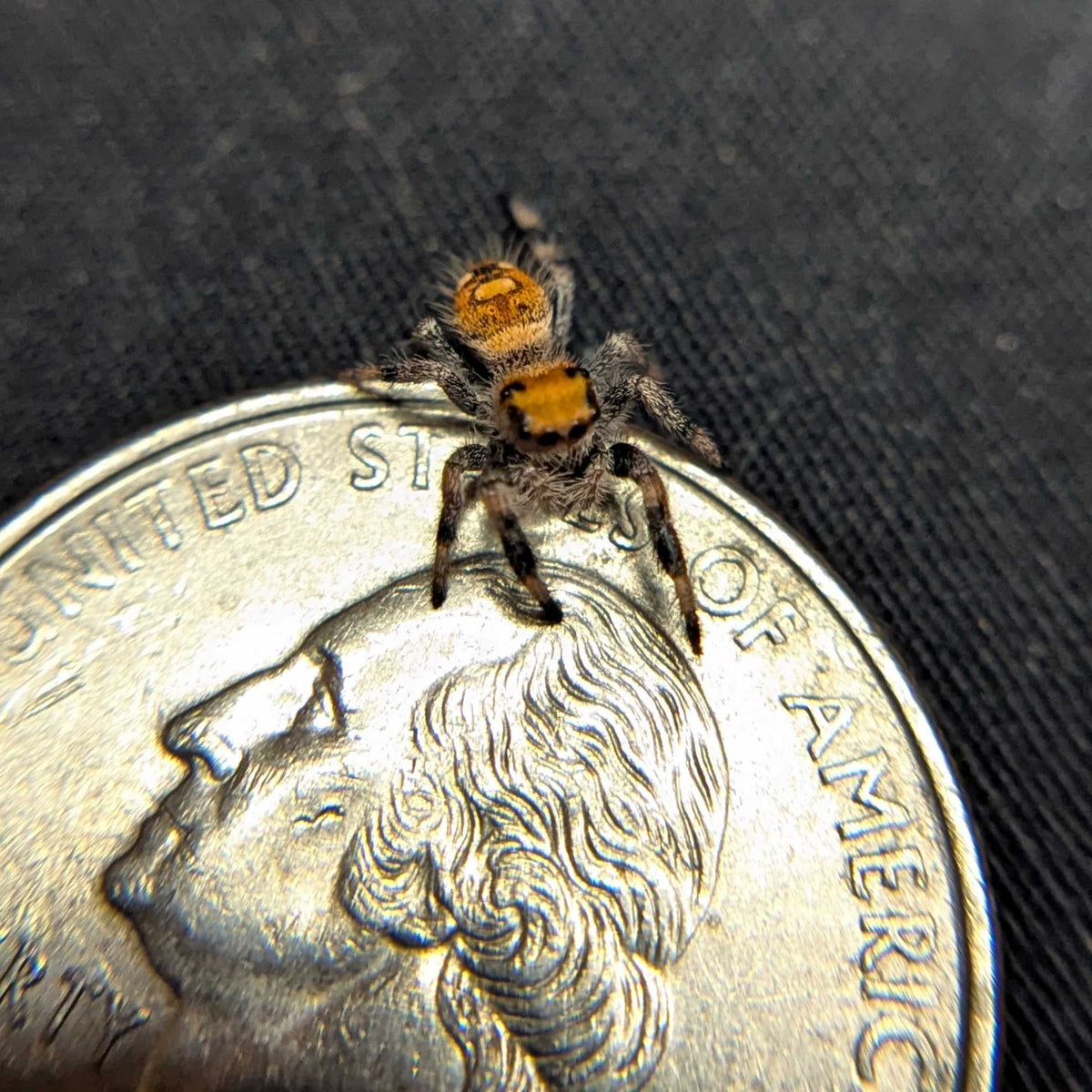 Regal Jumping Spider “Hexic”