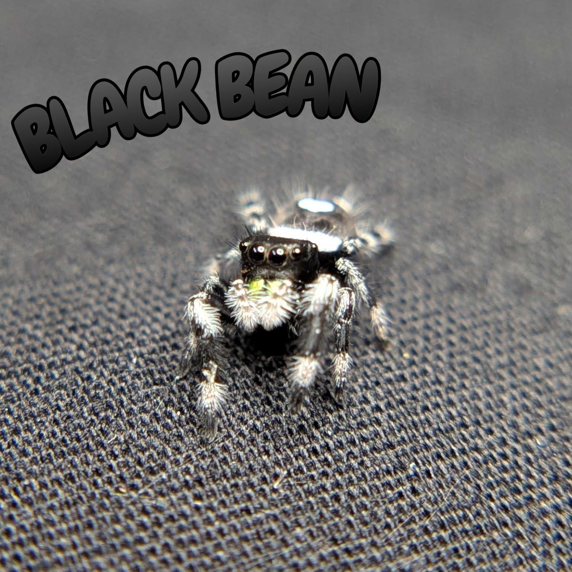 Regal Jumping Spider "Black Bean"