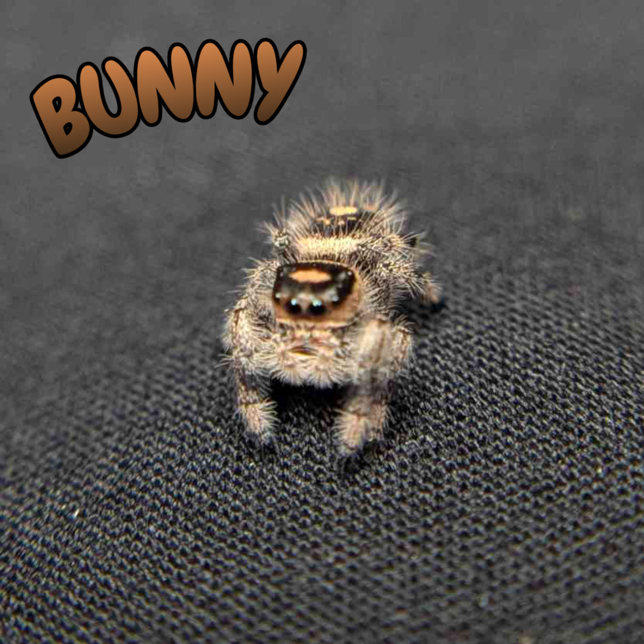 Regal Jumping Spider "Bunny"