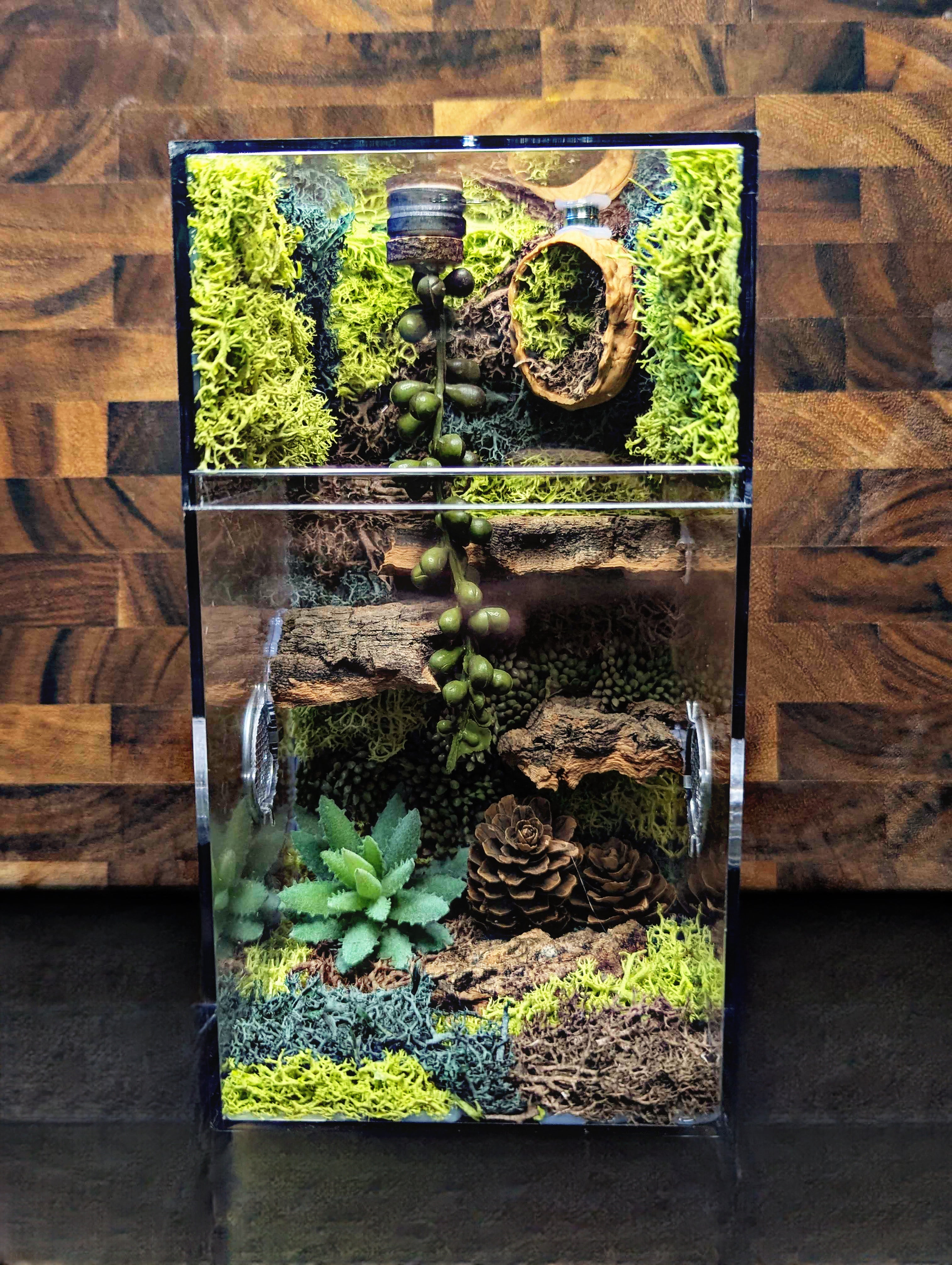 Custom Jumping Spider Enclosure