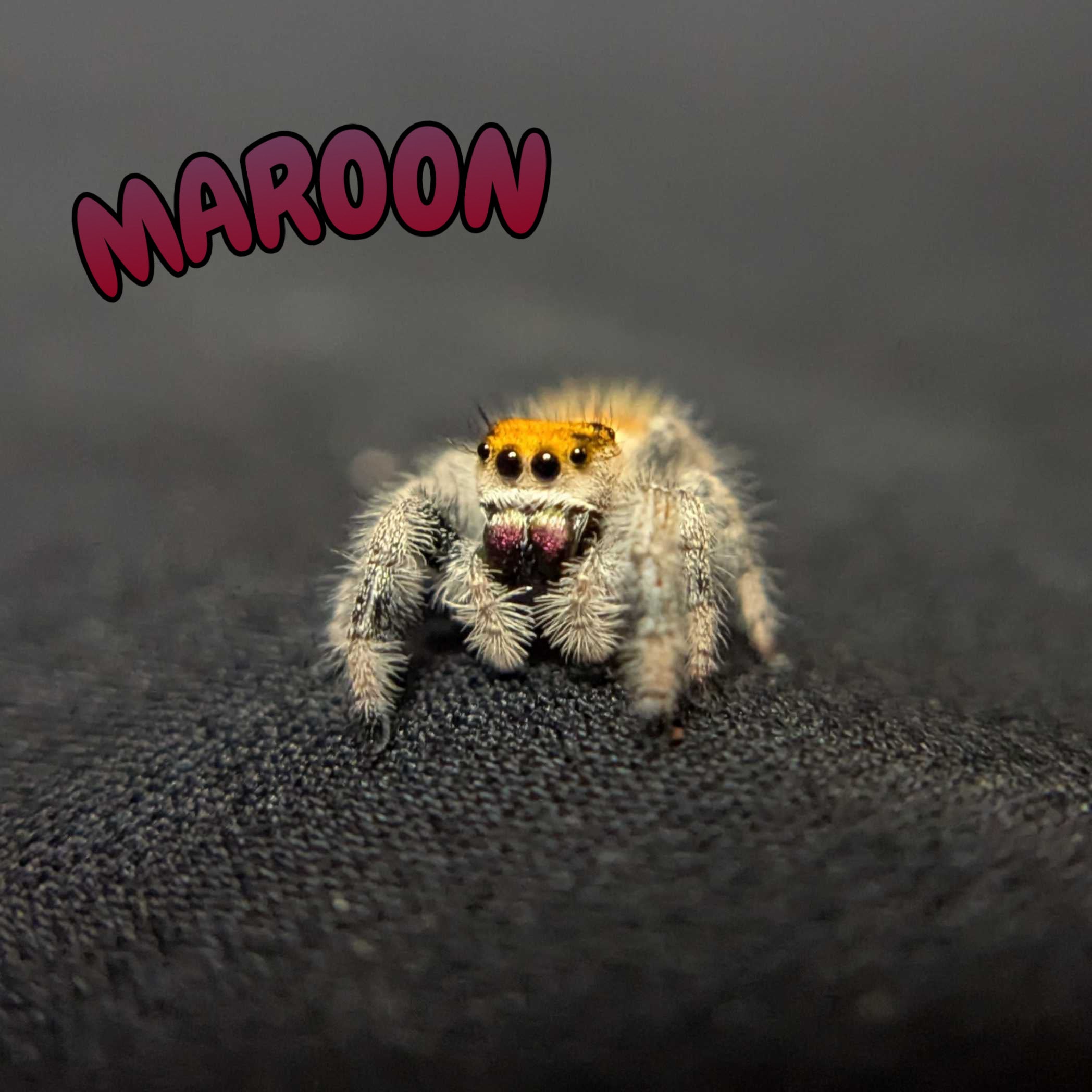 Regal Jumping Spider "Maroon"