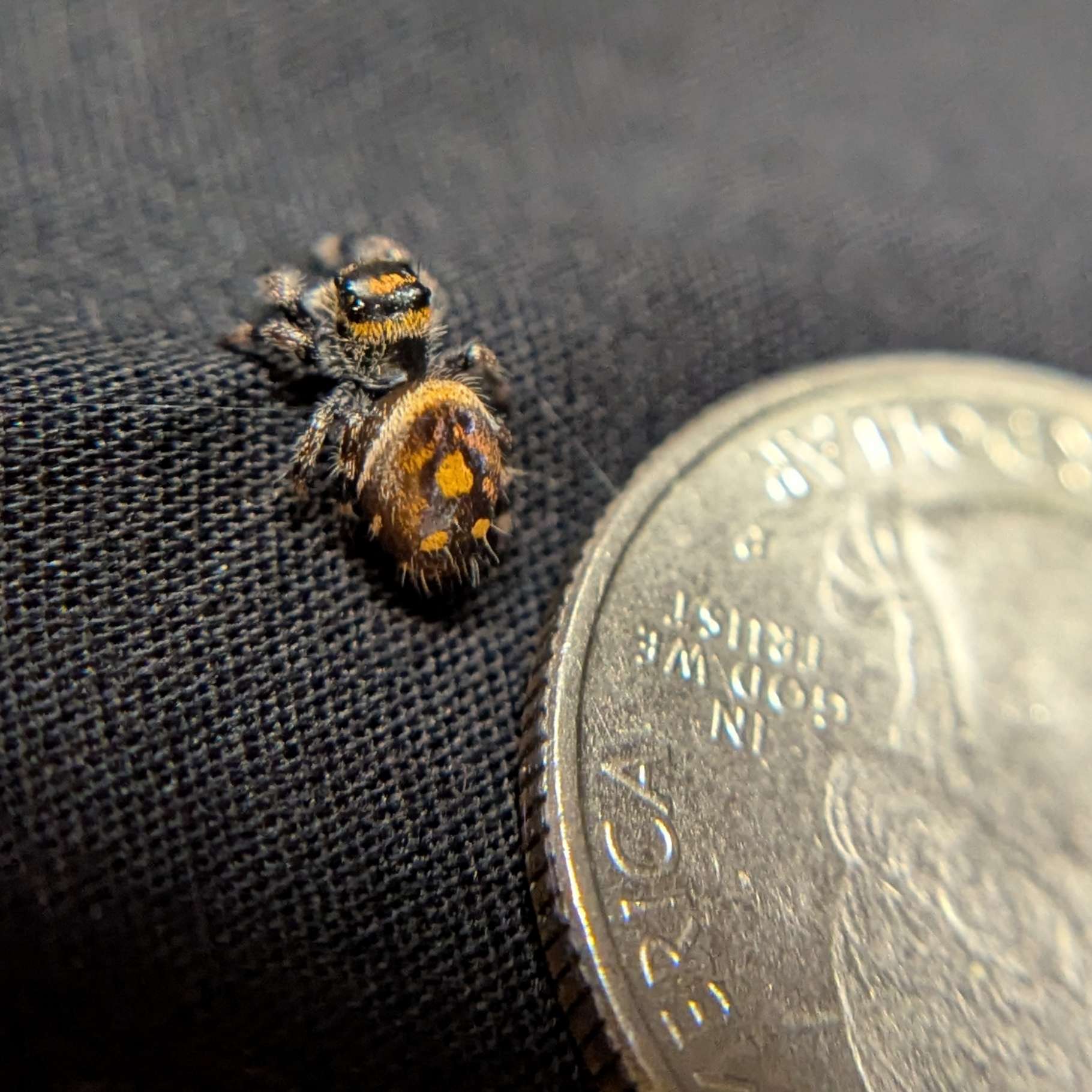 Regal Jumping Spider "Pinecone"