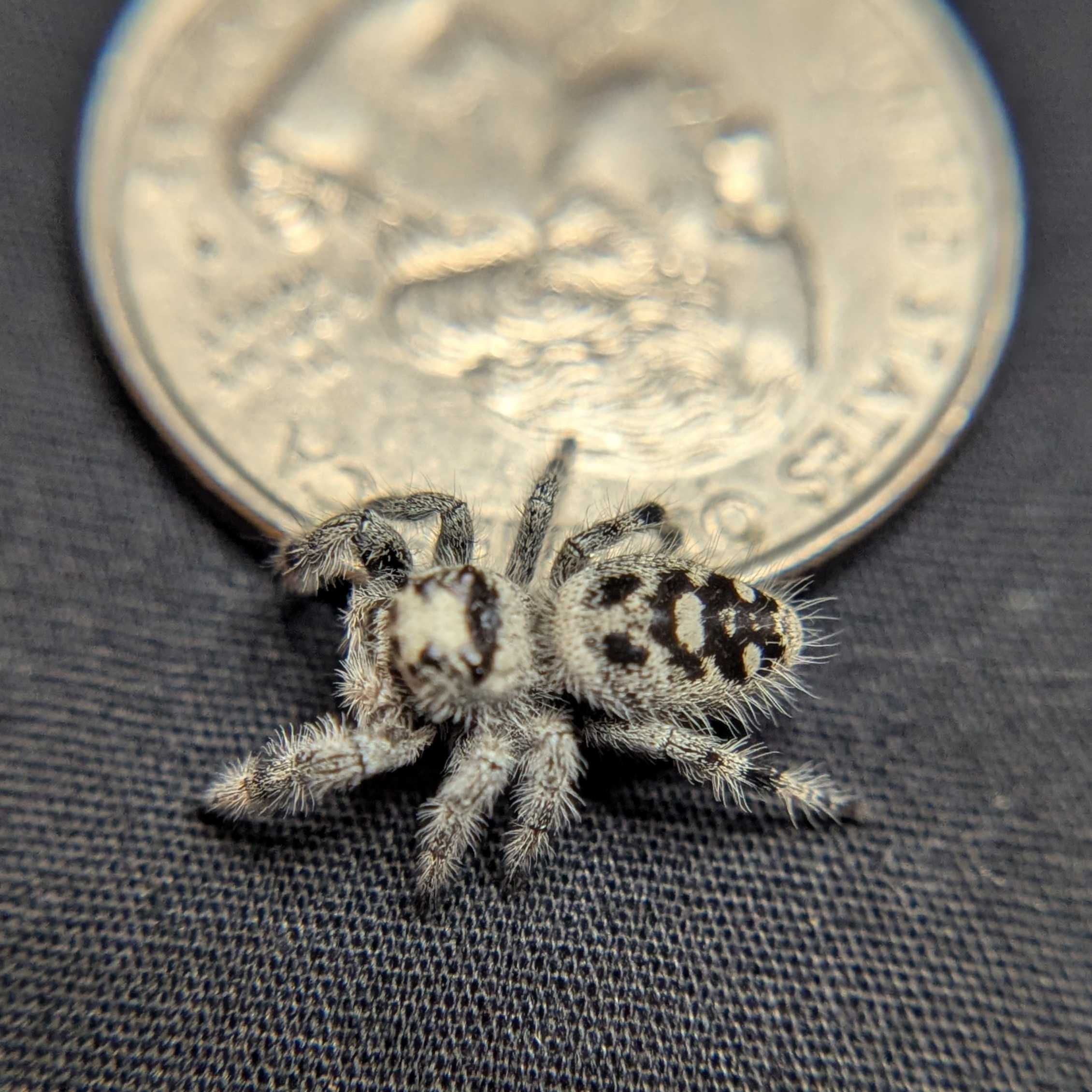 Regal Jumping Spider "Lily"