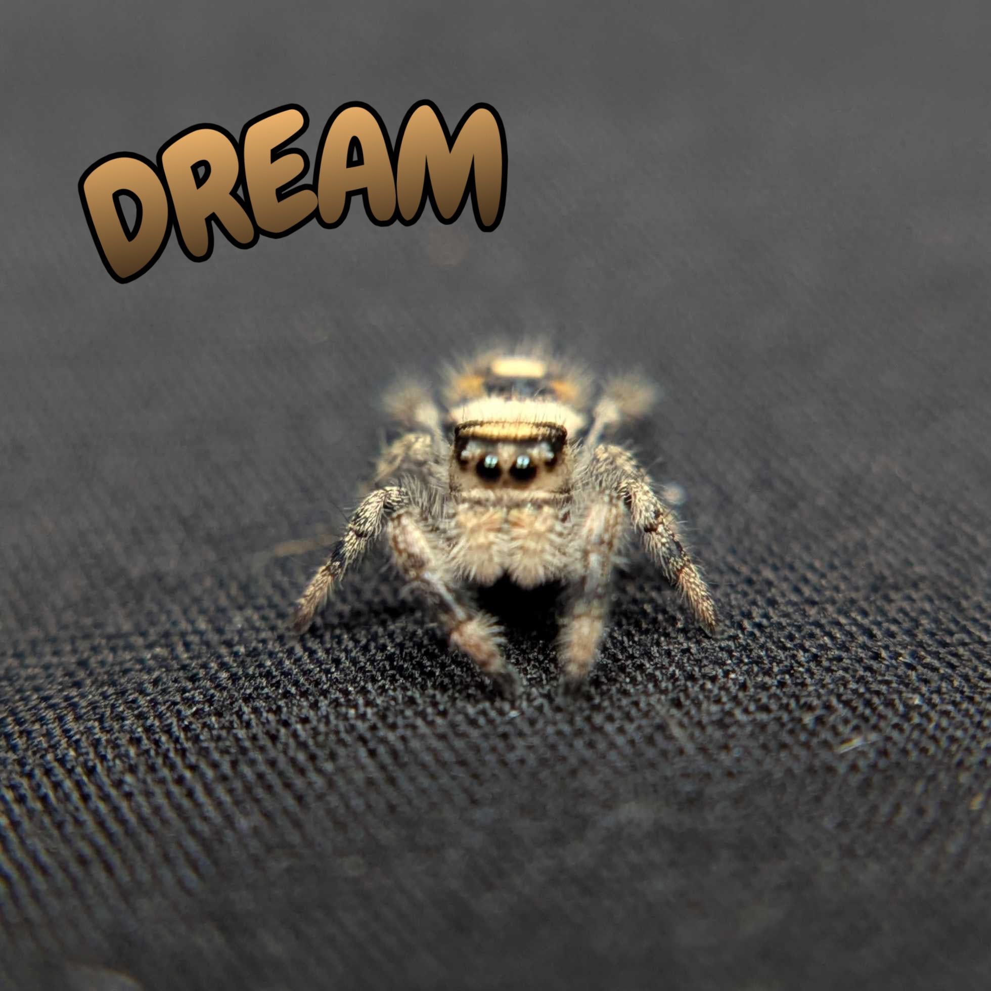 Regal Jumping Spider "Dream"