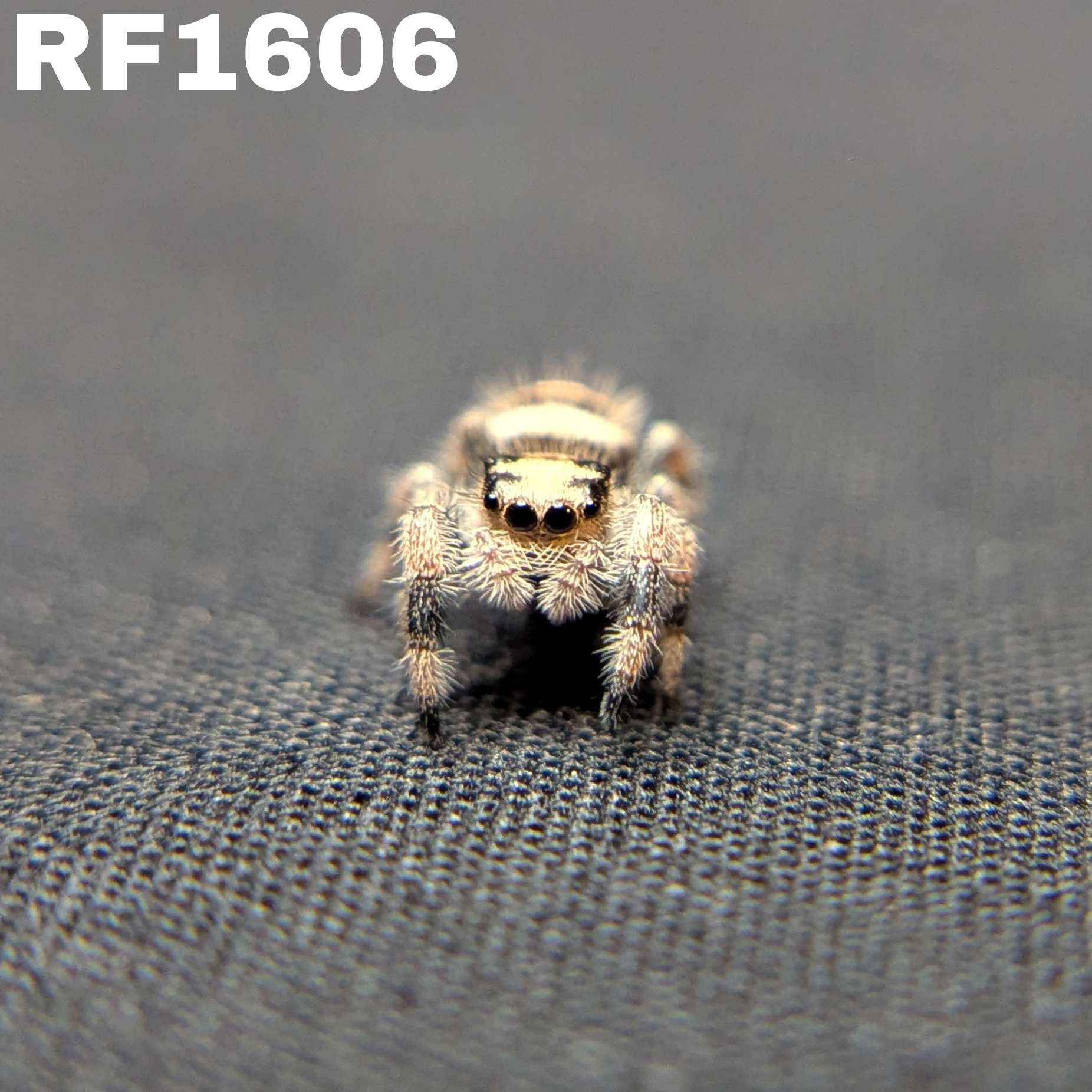 Regal Jumping Spider "Starlight"