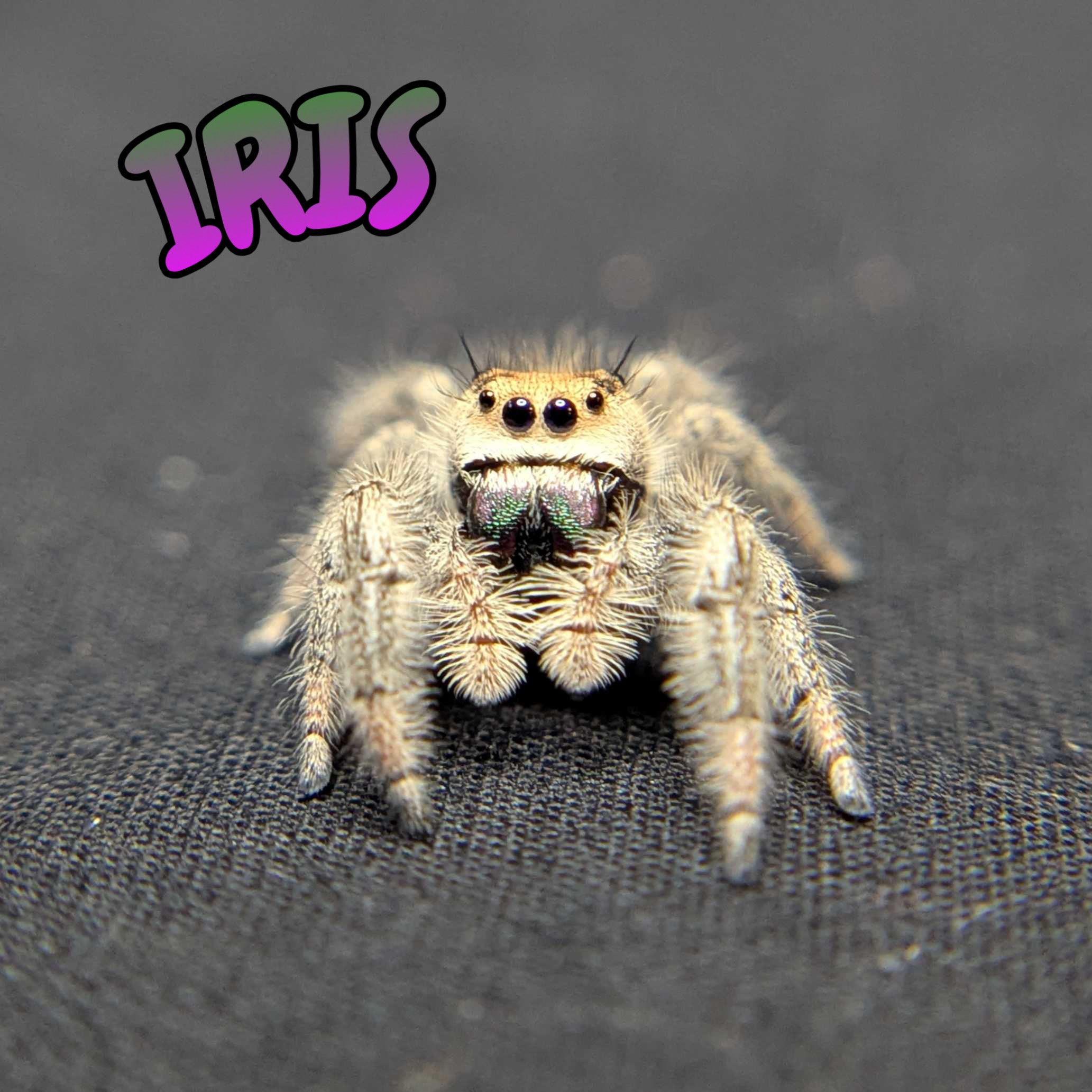 Regal Jumping Spider "Iris"