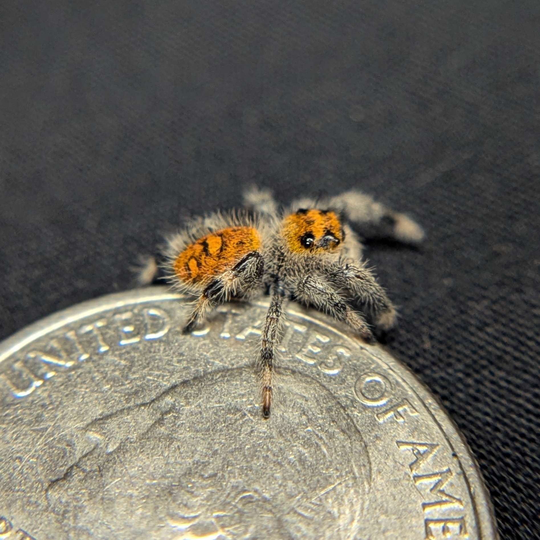 Regal Jumping Spider "Cinders"
