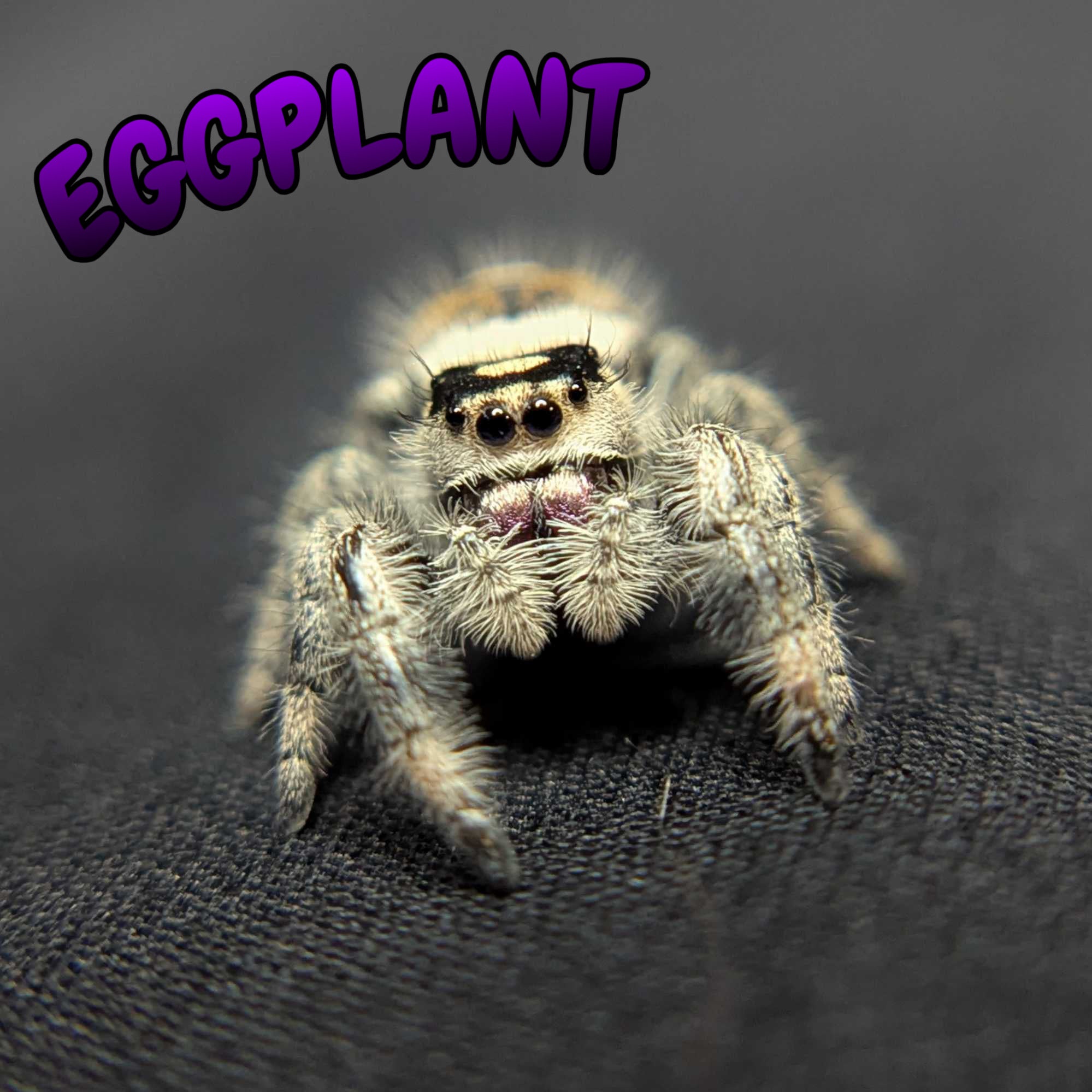 Regal Jumping Spider "Eggplant"