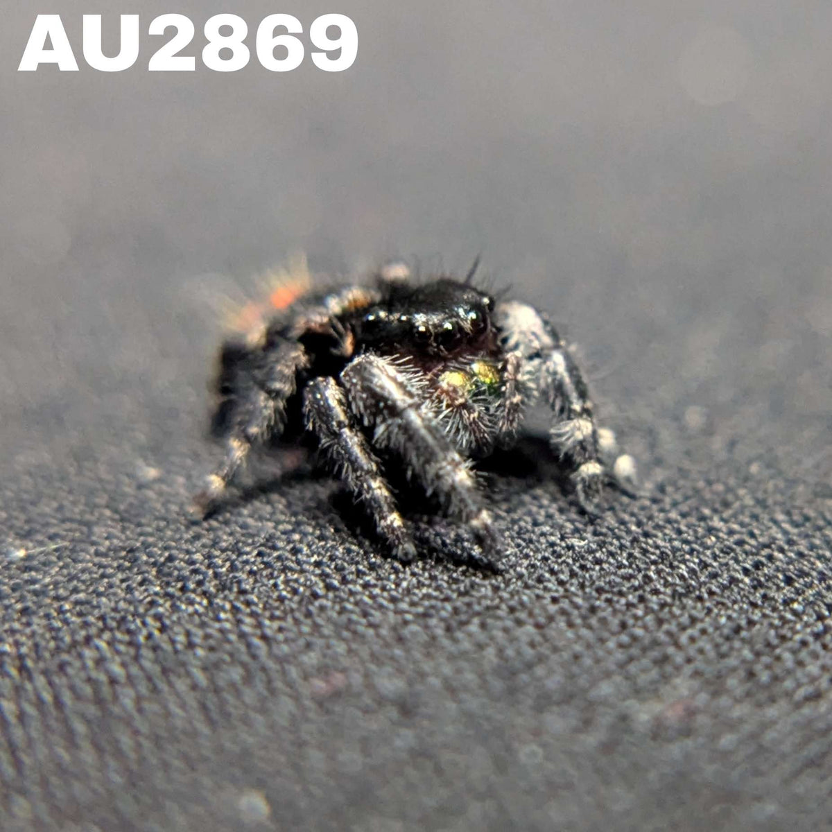Audax Bryantae Jumping Spider "Sunflower"