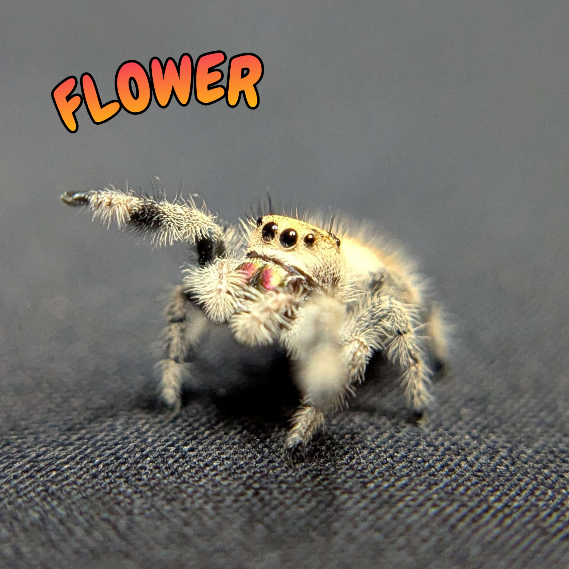 Regal Jumping Spider "Flower"