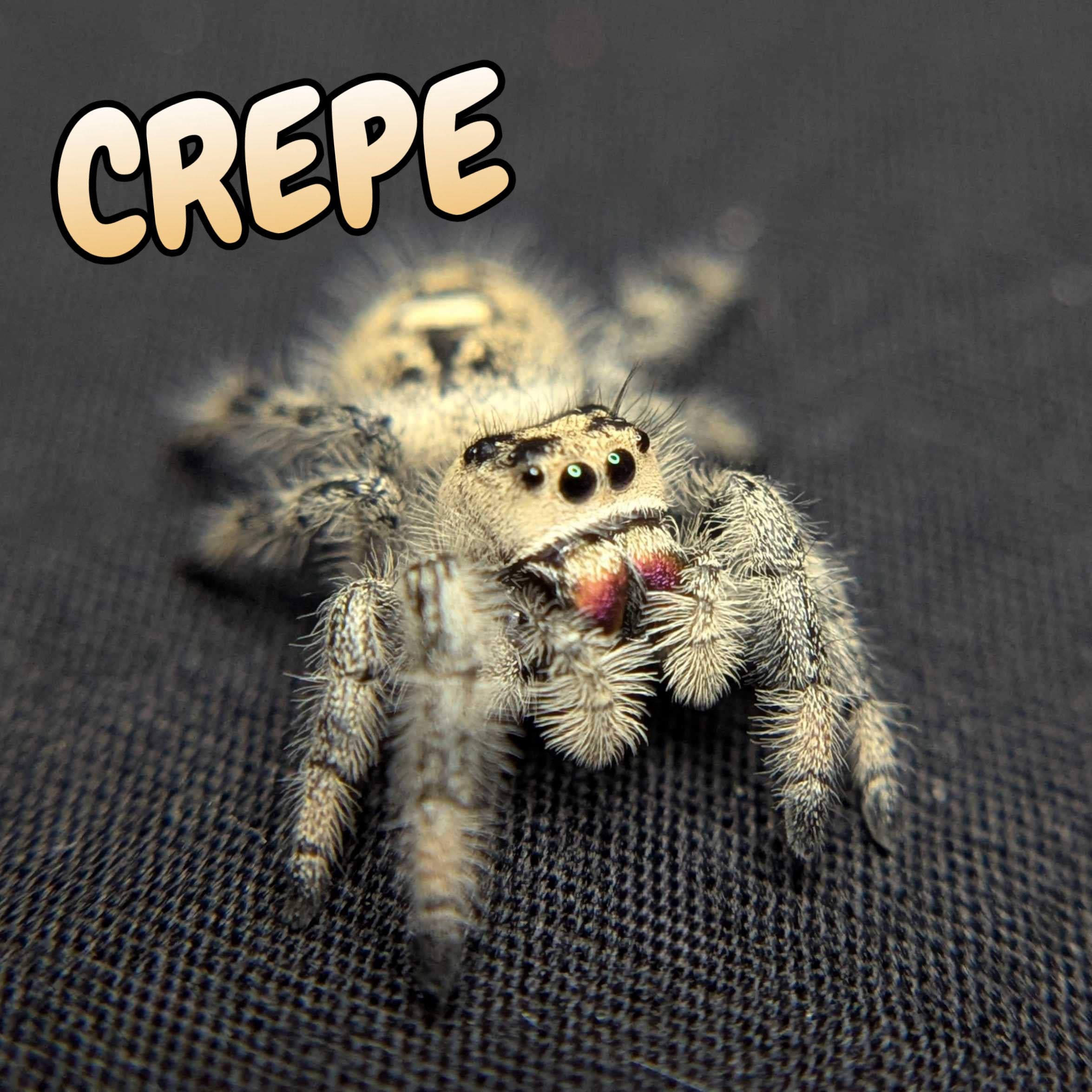 Regal Jumping Spider "Crepe"