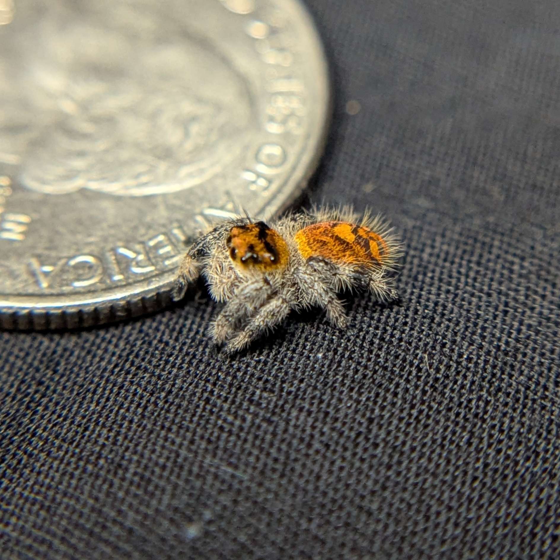 Regal Jumping Spider “Valencia”