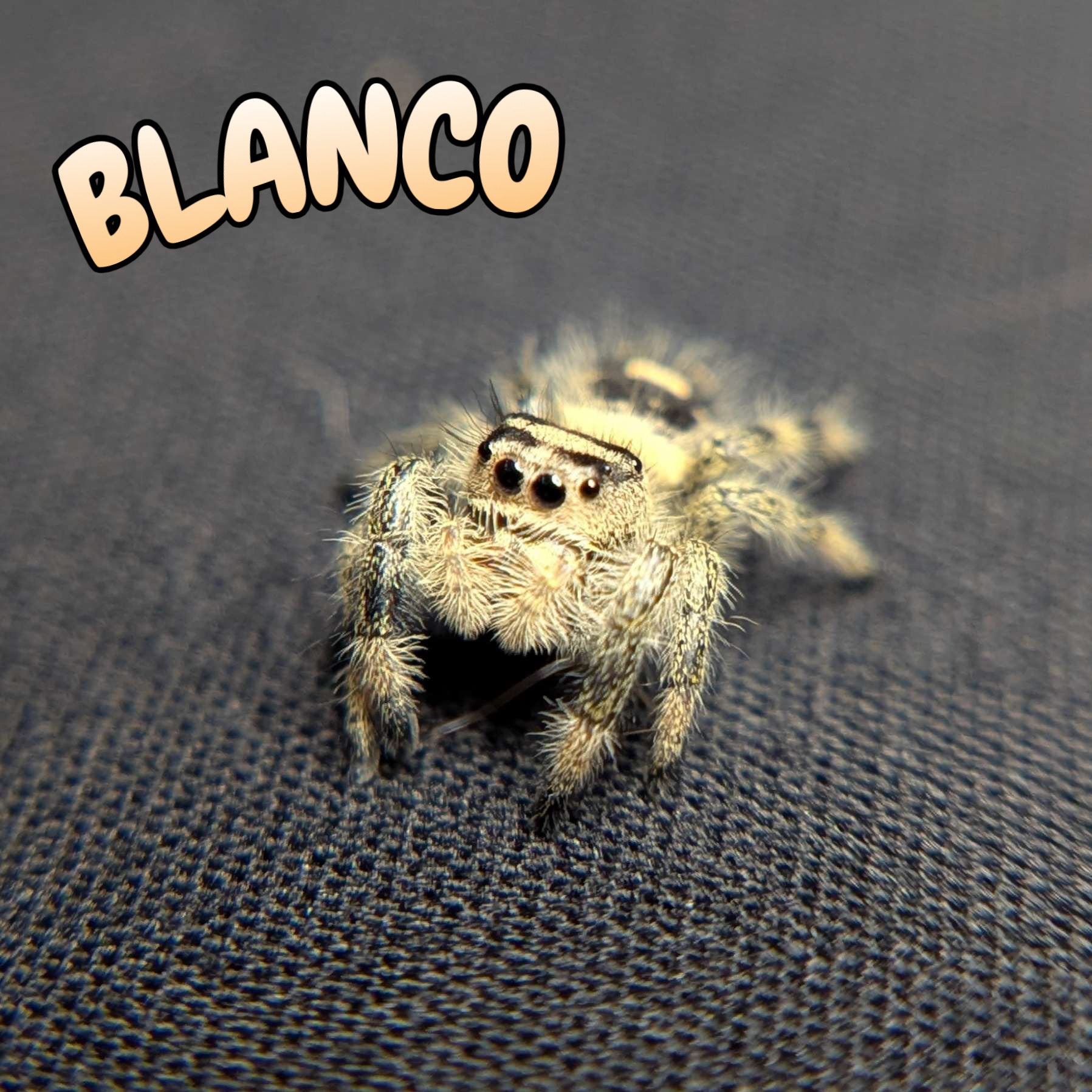 Regal Jumping Spider "Blanco"