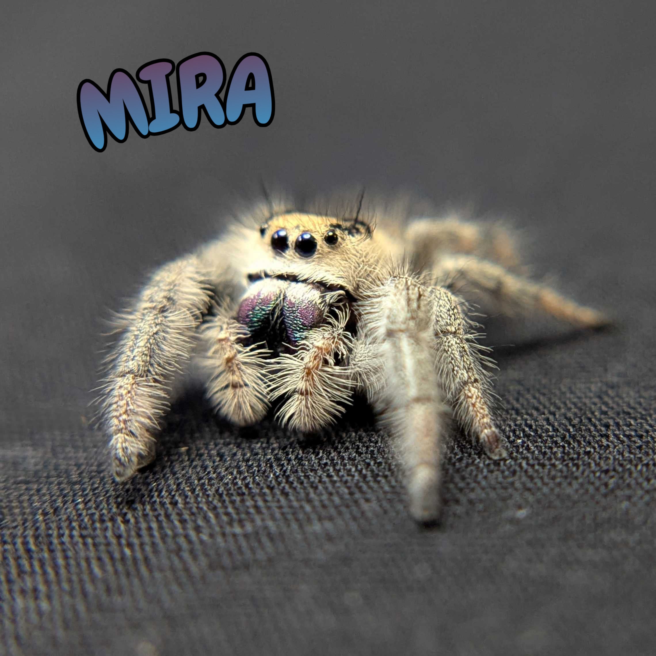 Regal Jumping Spider "Mira"