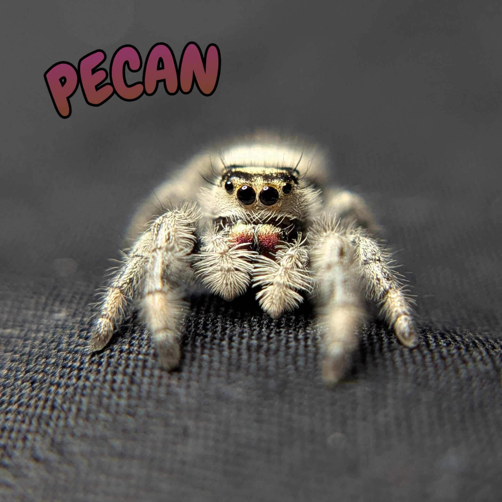 Regal Jumping Spider "Pecan"