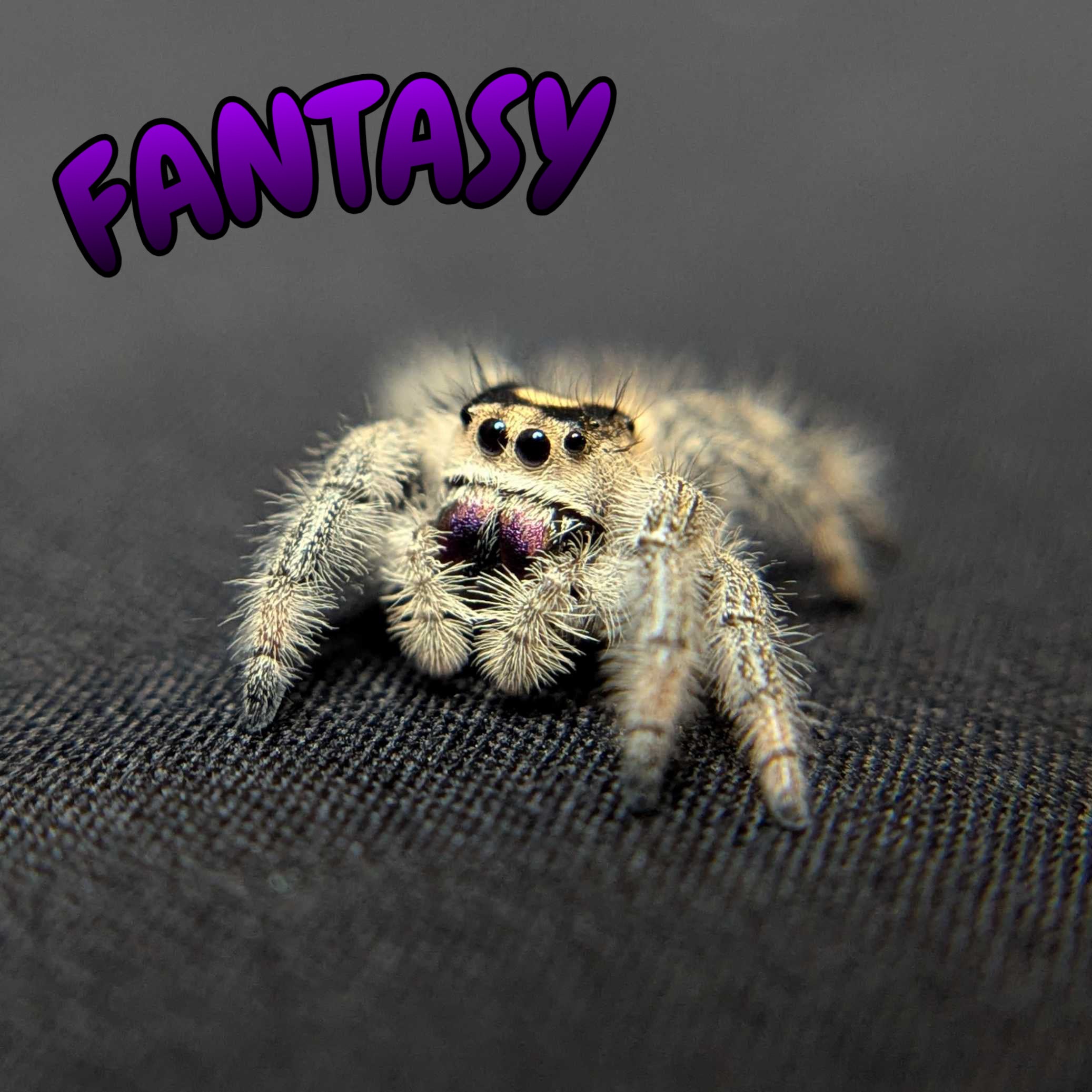 Regal Jumping Spider "Fantasy"