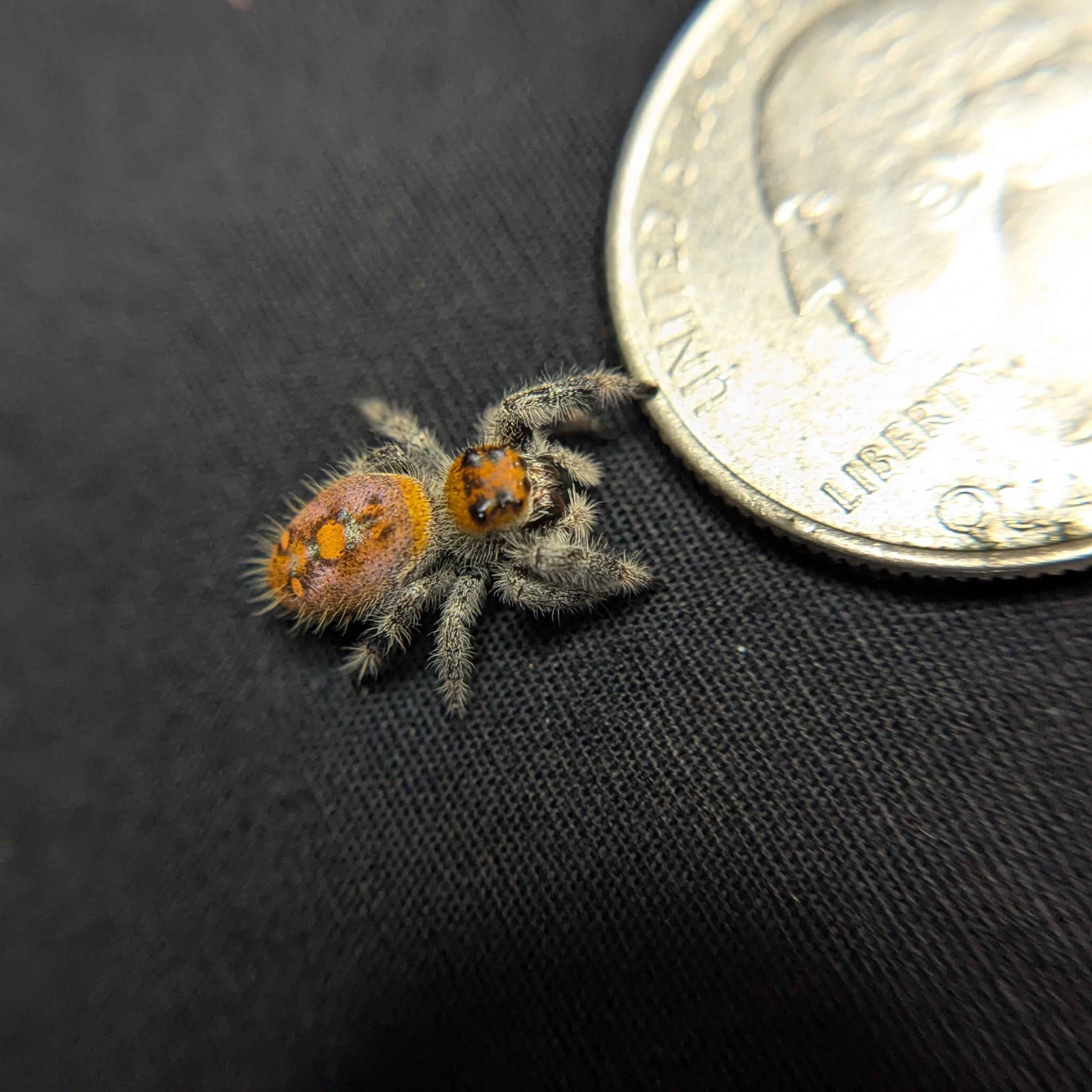 Regal Jumping Spider "Buttersizzle"