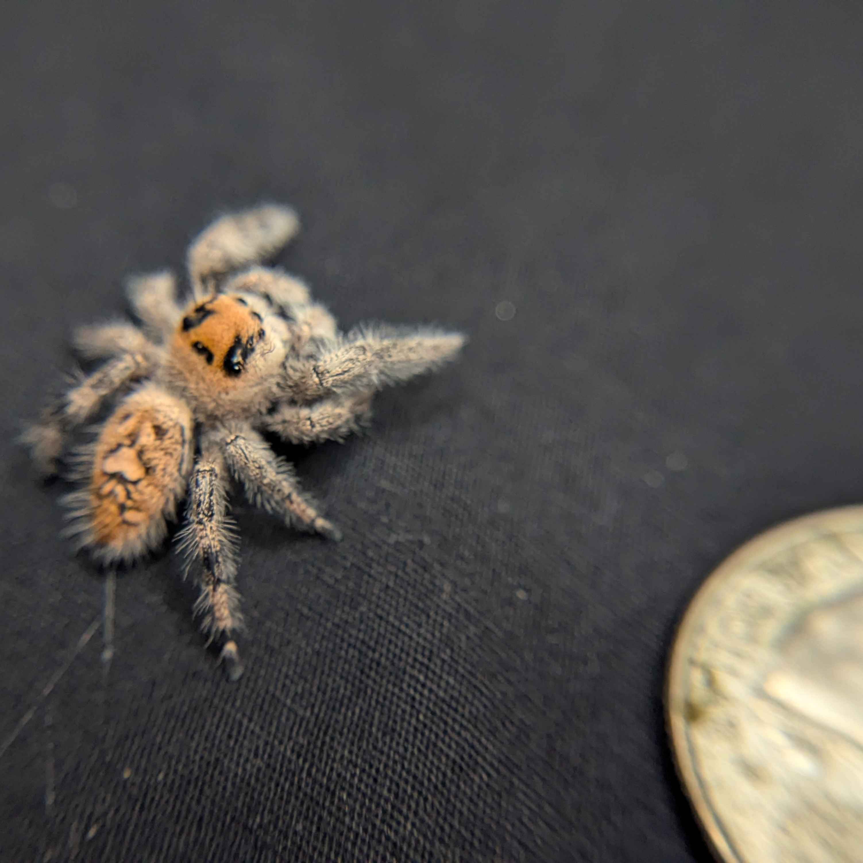 Regal Jumping Spider "Morticia"