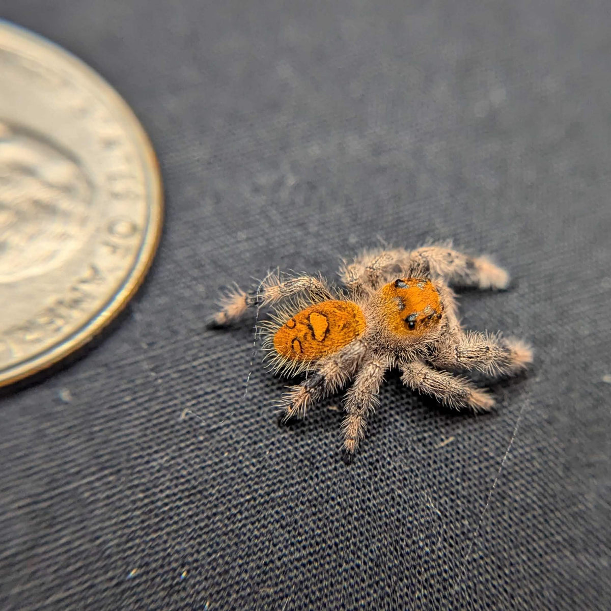 Regal Jumping Spider “Amber”