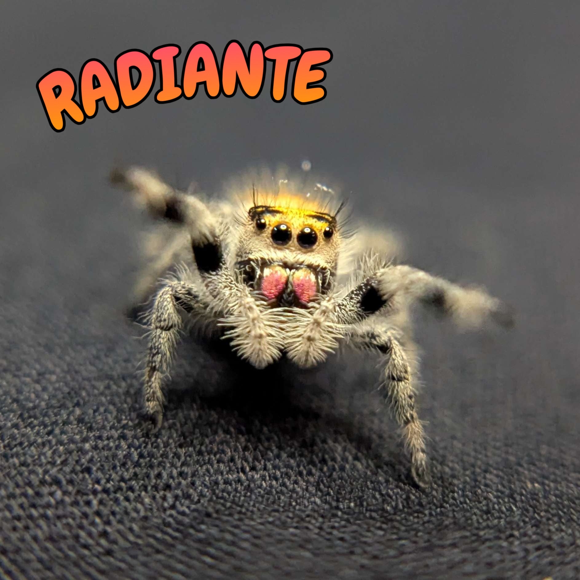 Regal Jumping Spider "Radiante"