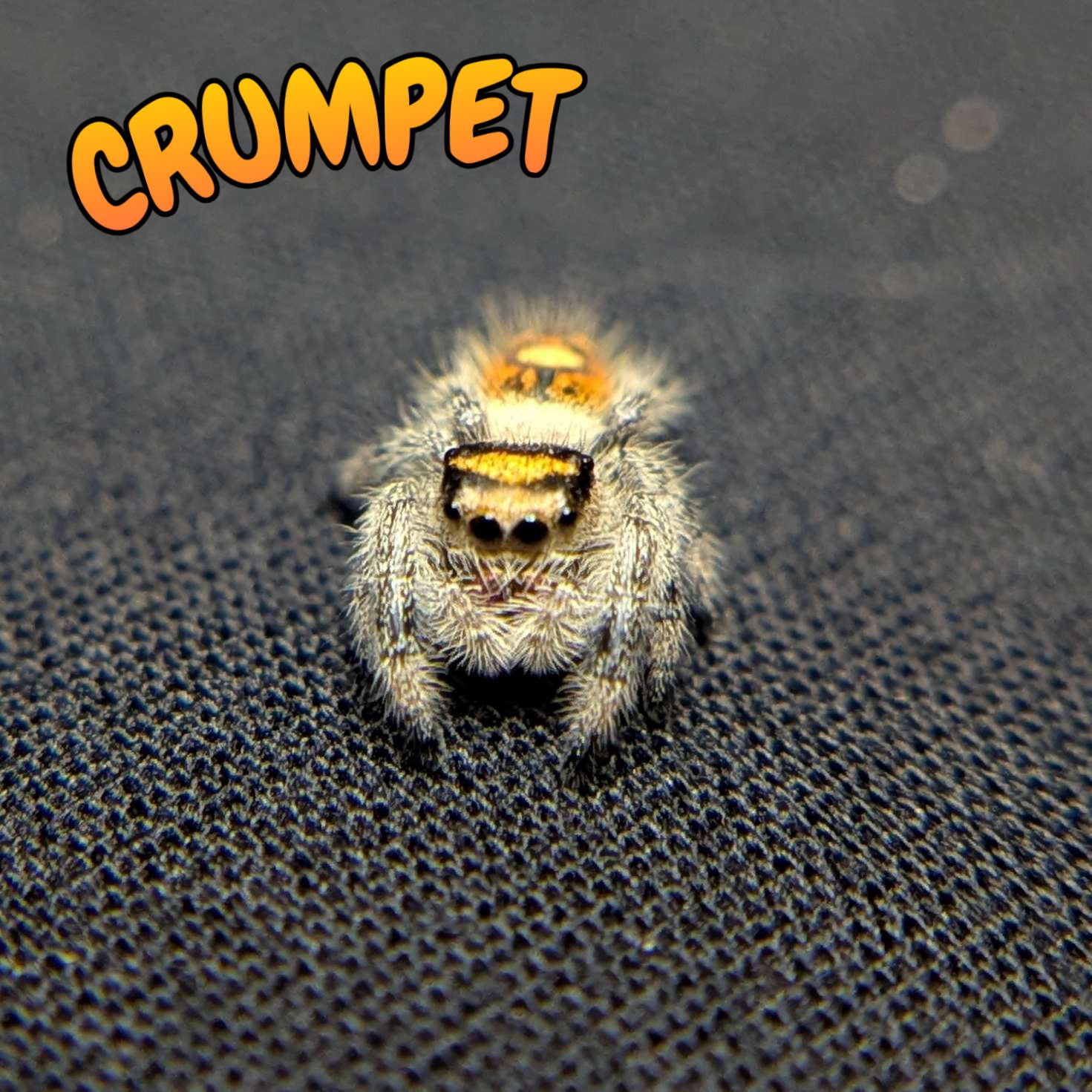 Regal Jumping Spider "Crumpet"