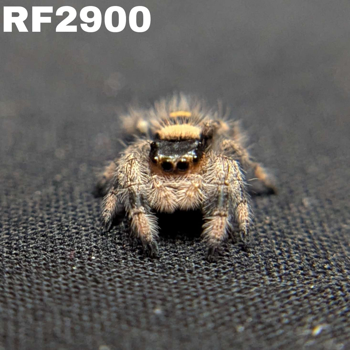 Regal Jumping Spider "Pomegranate"