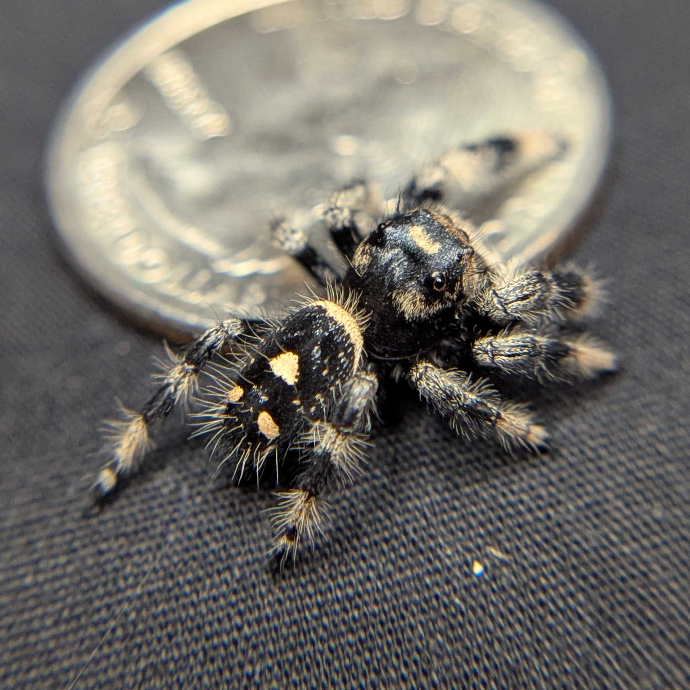 Regal Jumping Spider "Cinnamon"