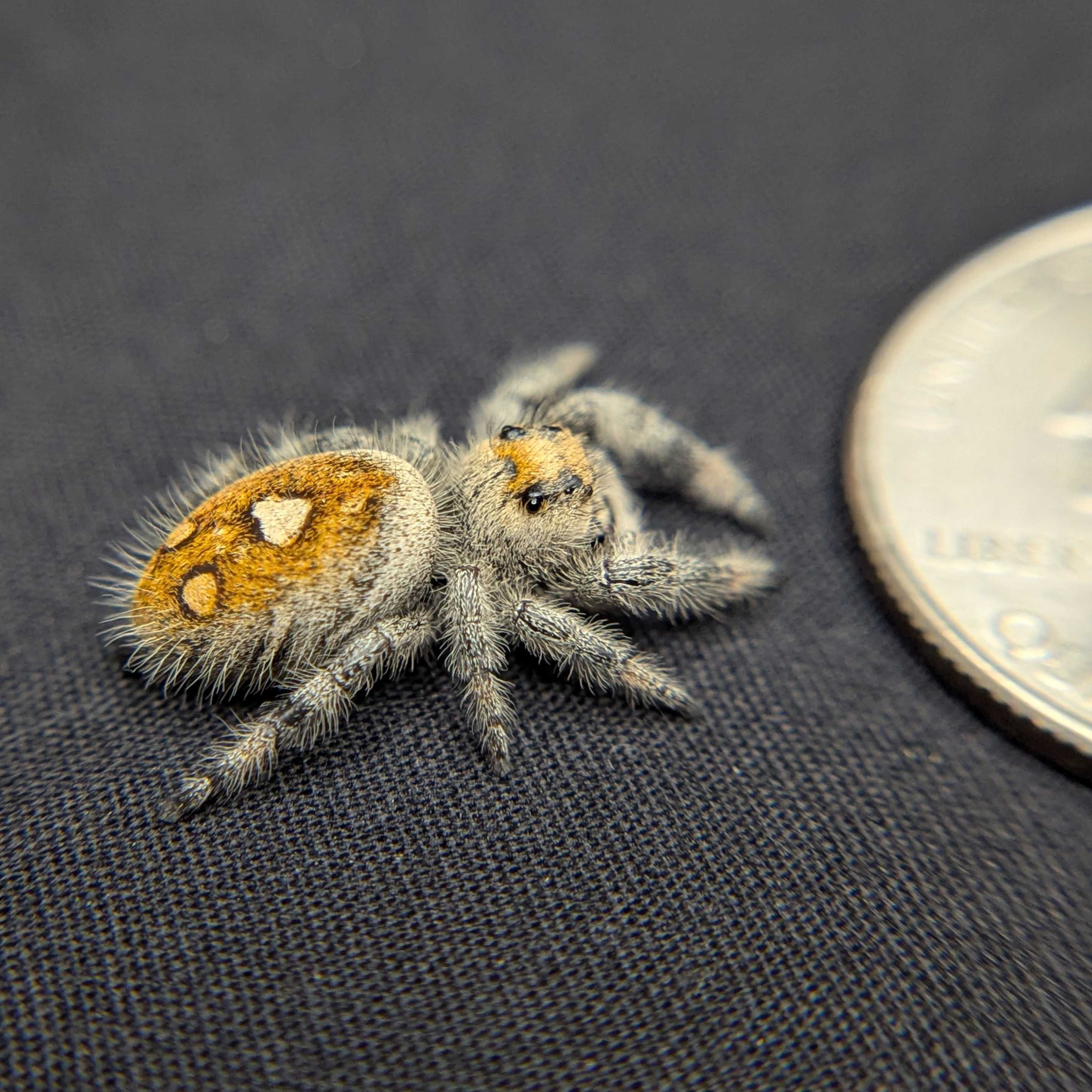 Regal Jumping Spider "Citrus"