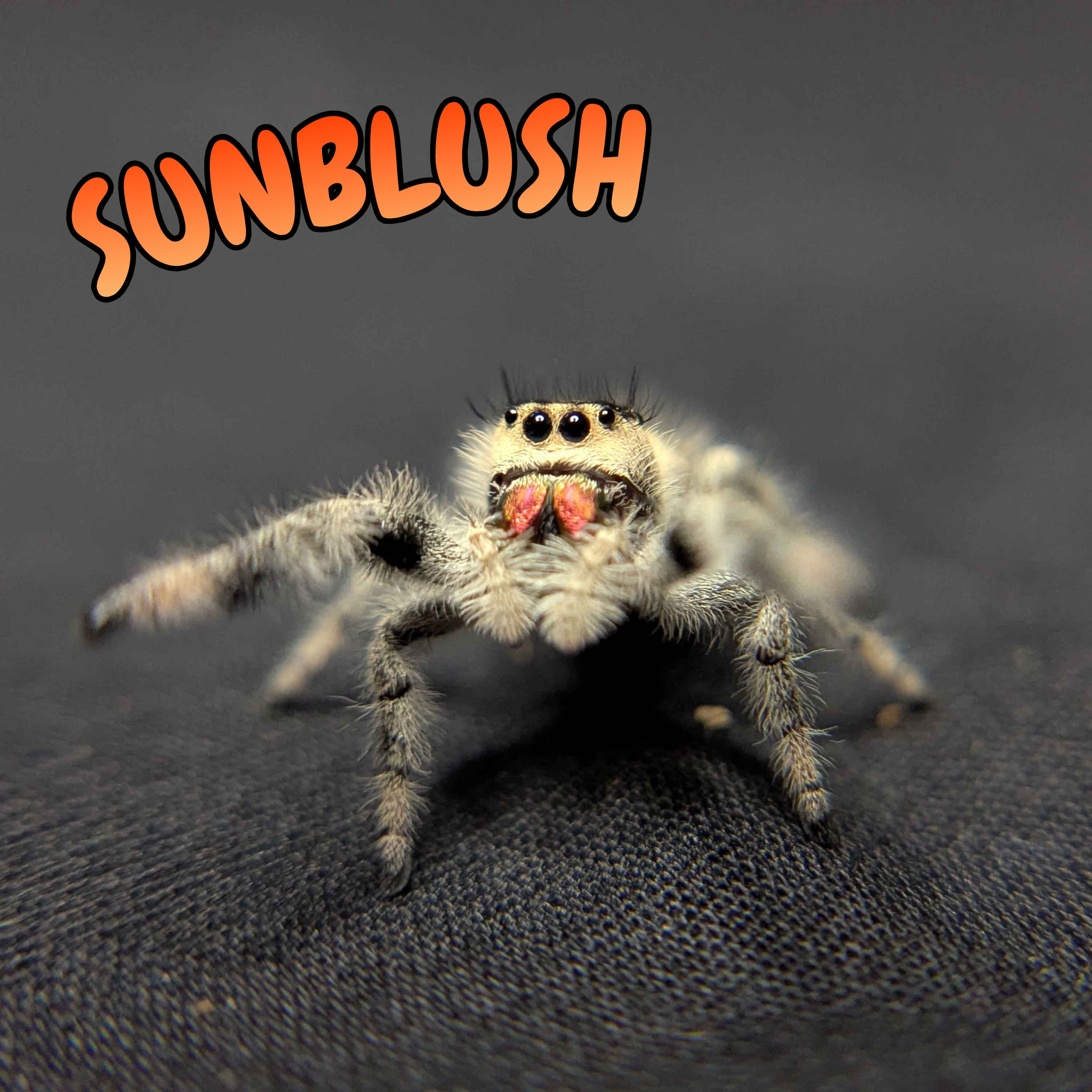Regal Jumping Spider "Sunblush"