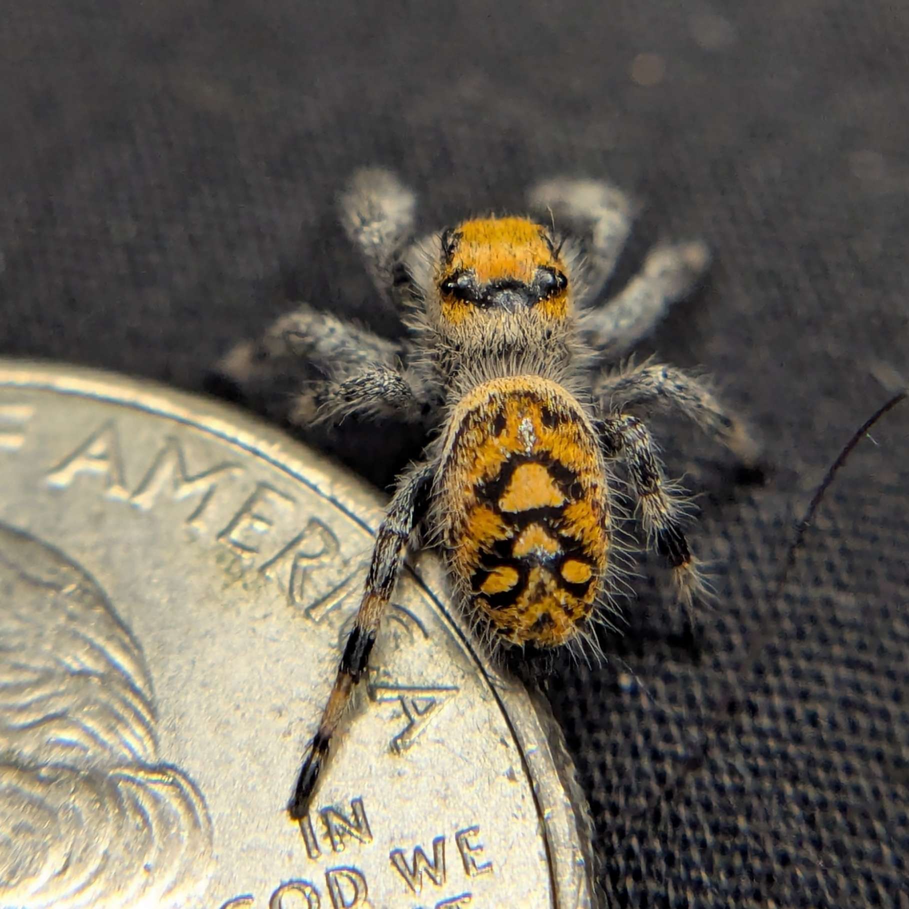 Regal Jumping Spider "Jelly Bean"
