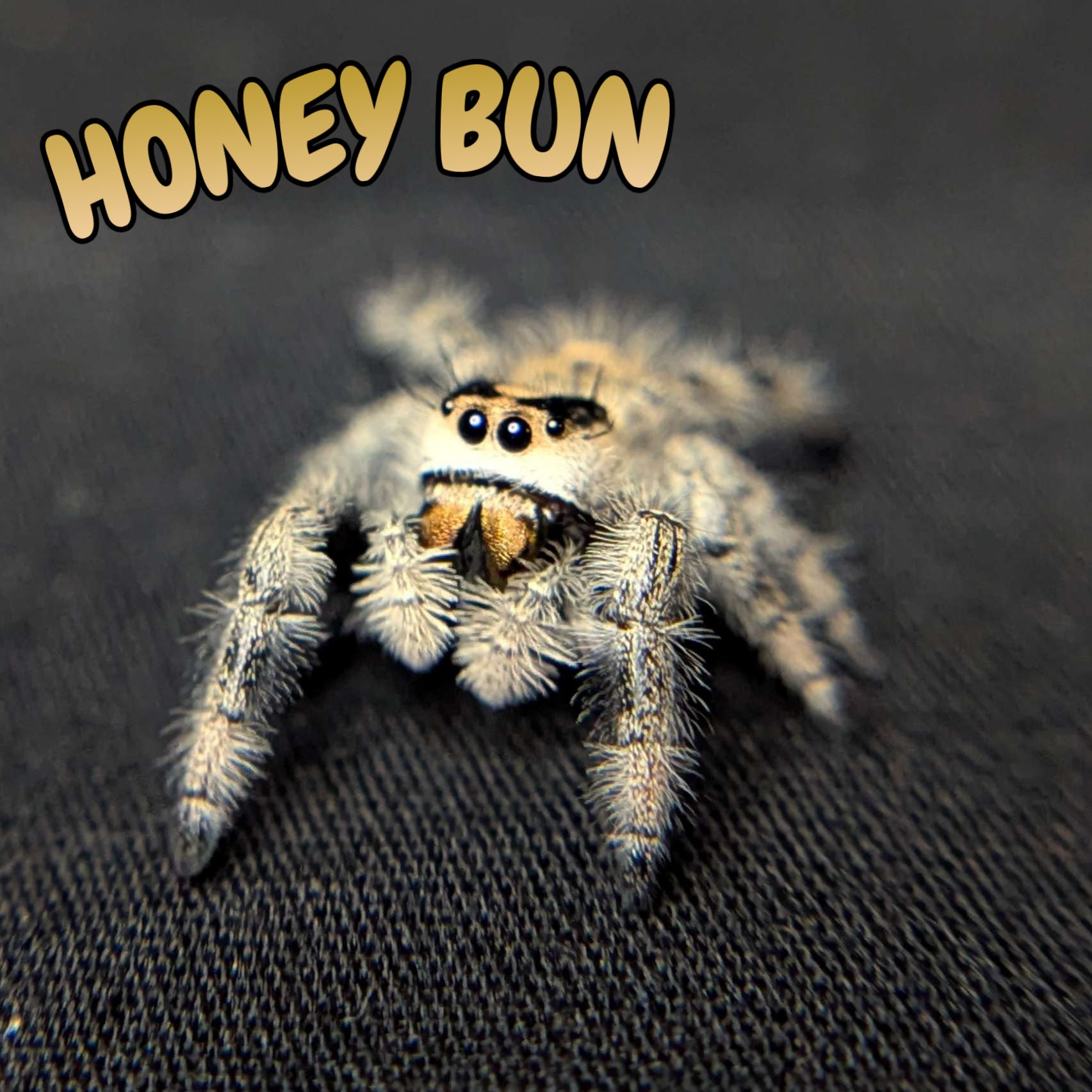 Regal Jumping Spider "Honey Bun"