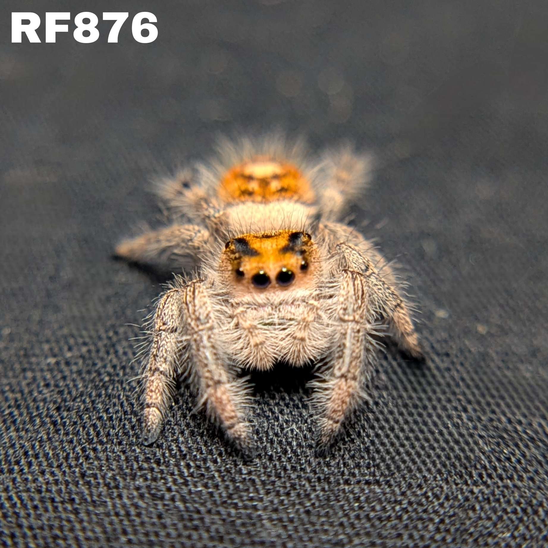 Regal Jumping Spider "Firecracker"