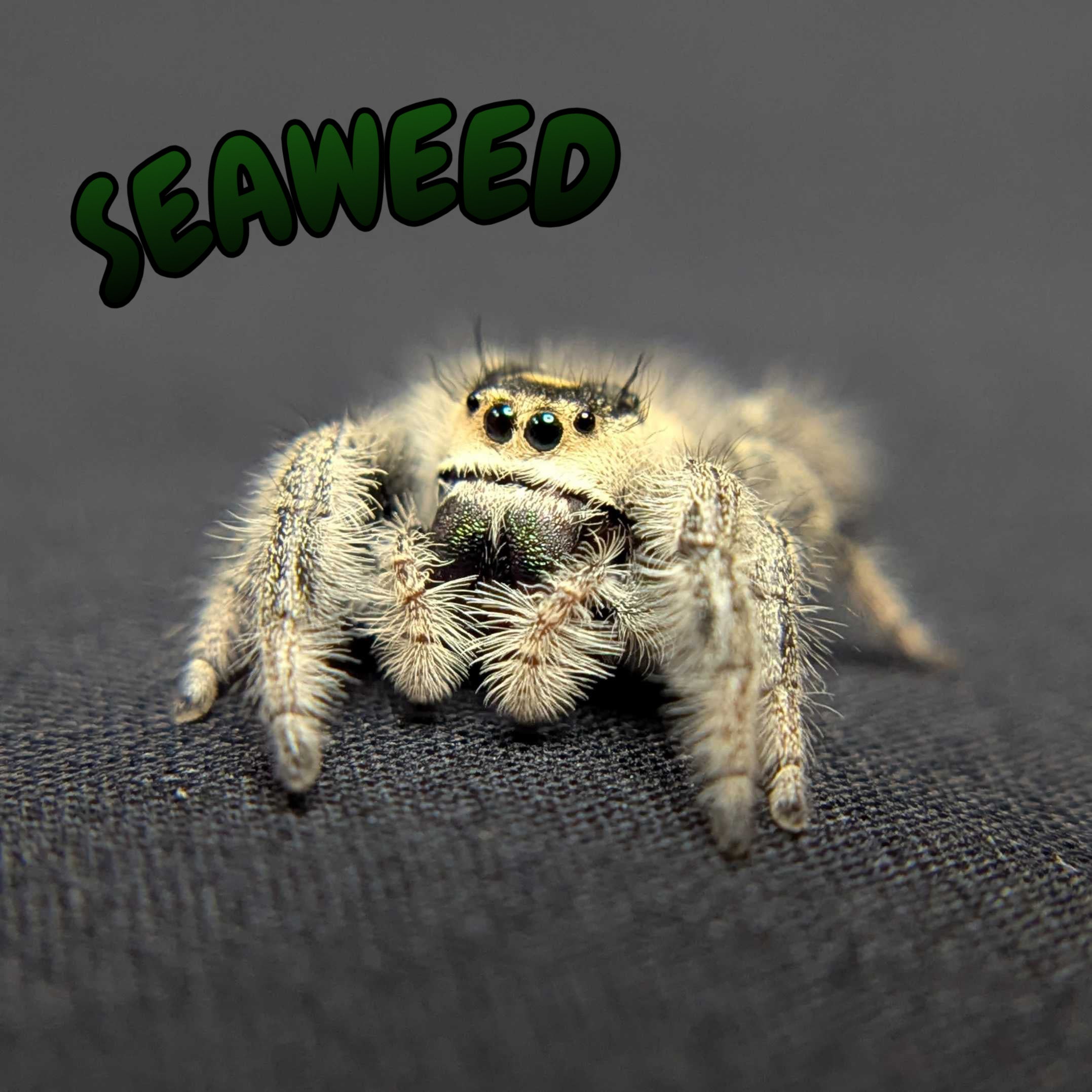 Regal Jumping Spider "Seaweed"