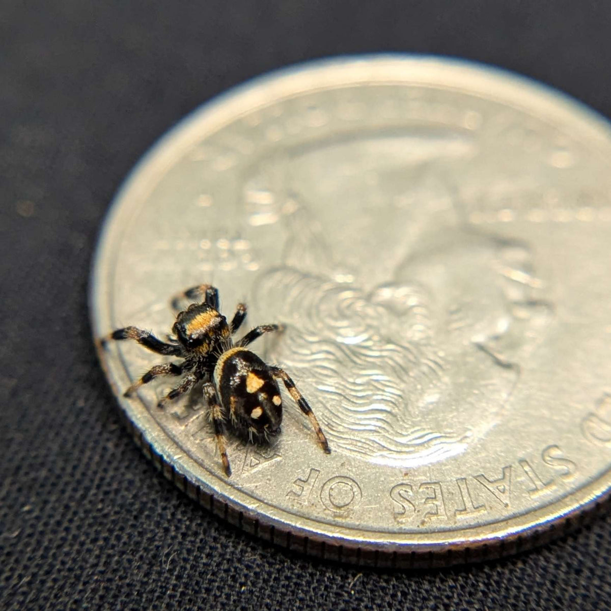 Regal Jumping Spider "Darkness"