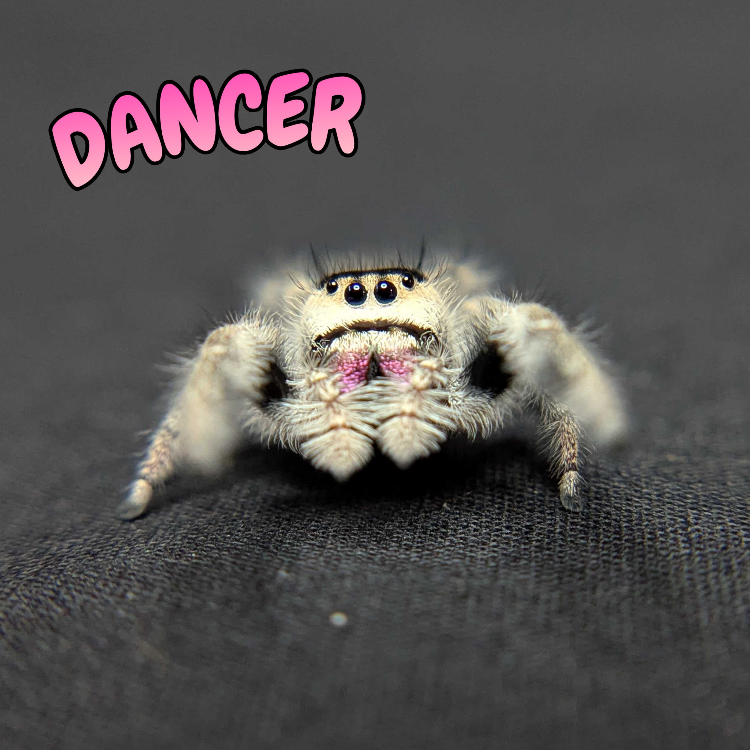 Regal Jumping Spider "Dancer"