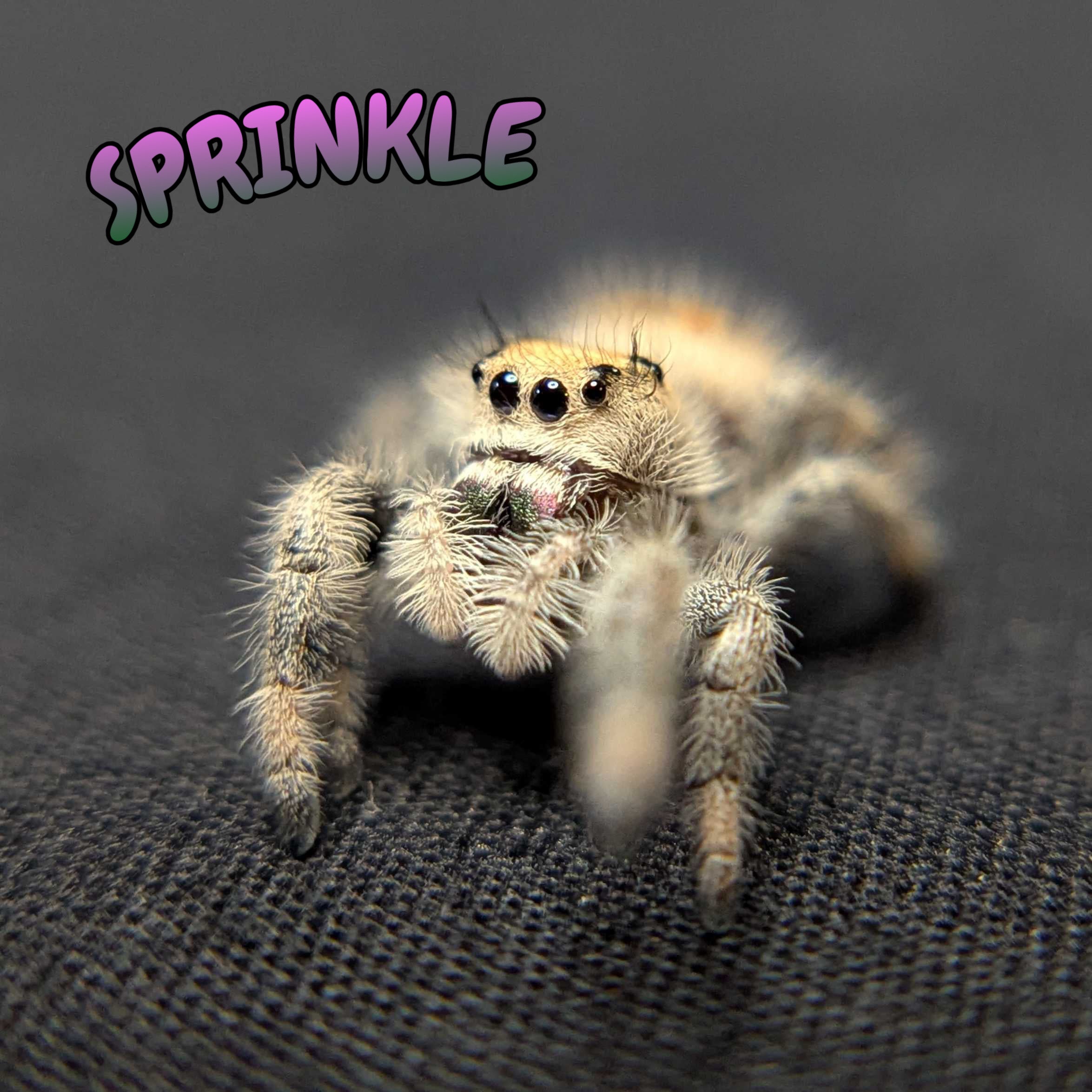 Regal Jumping Spider "Sprinkle"