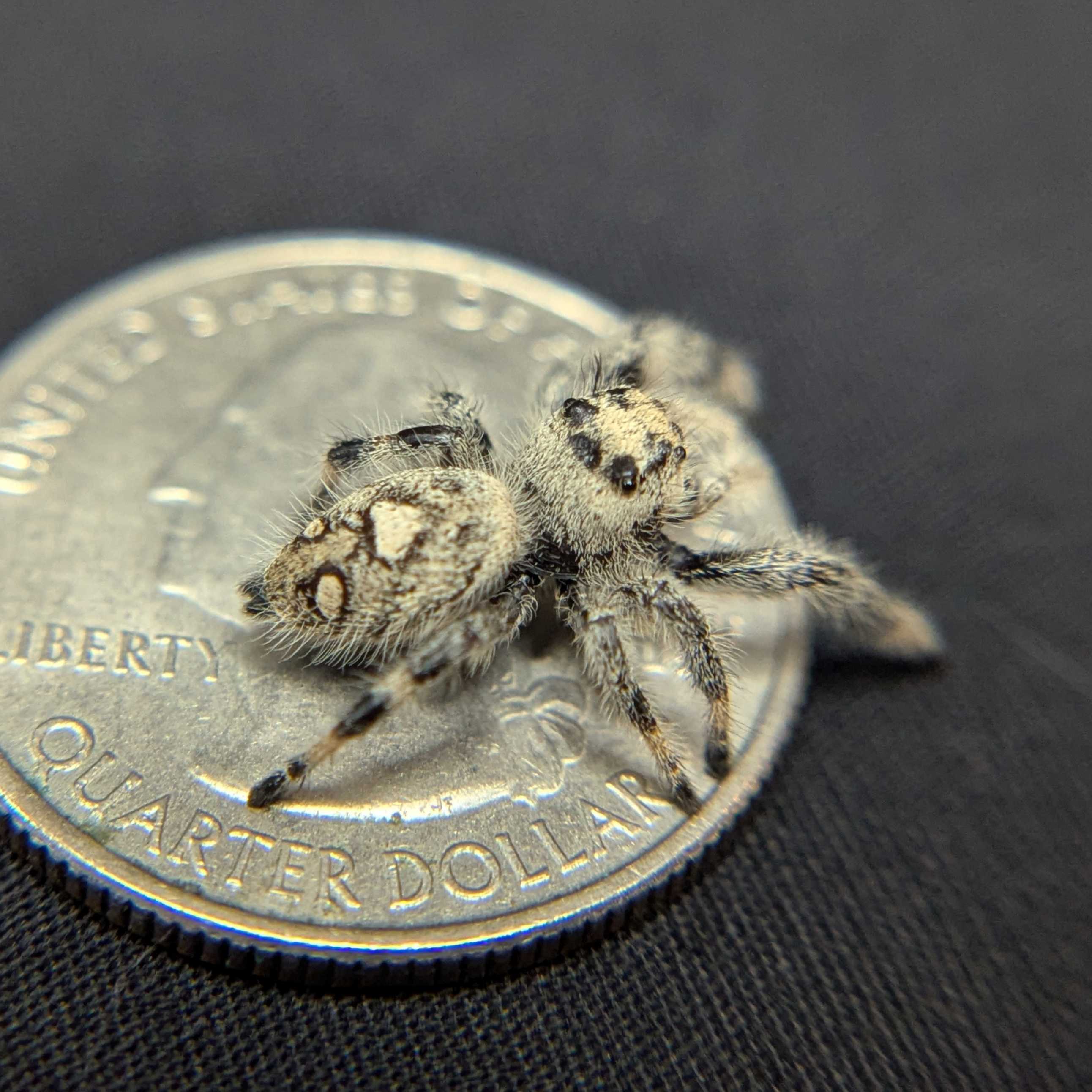 Regal Jumping Spider “Azalea”