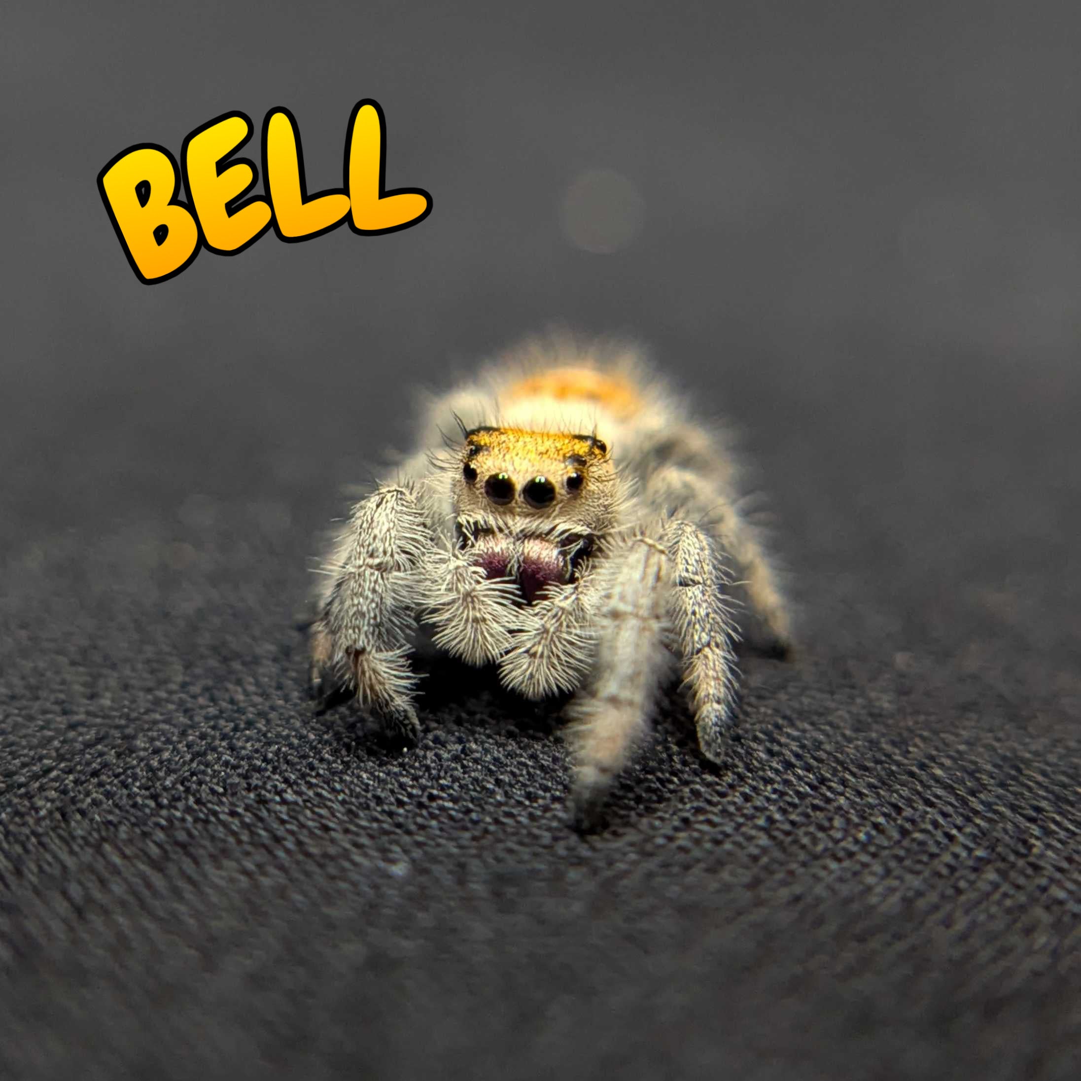 Regal Jumping Spider "Bell"