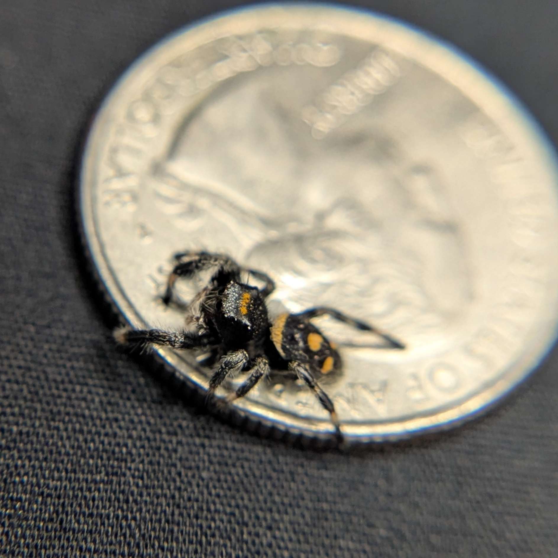 Regal Jumping Spider "Toasty"