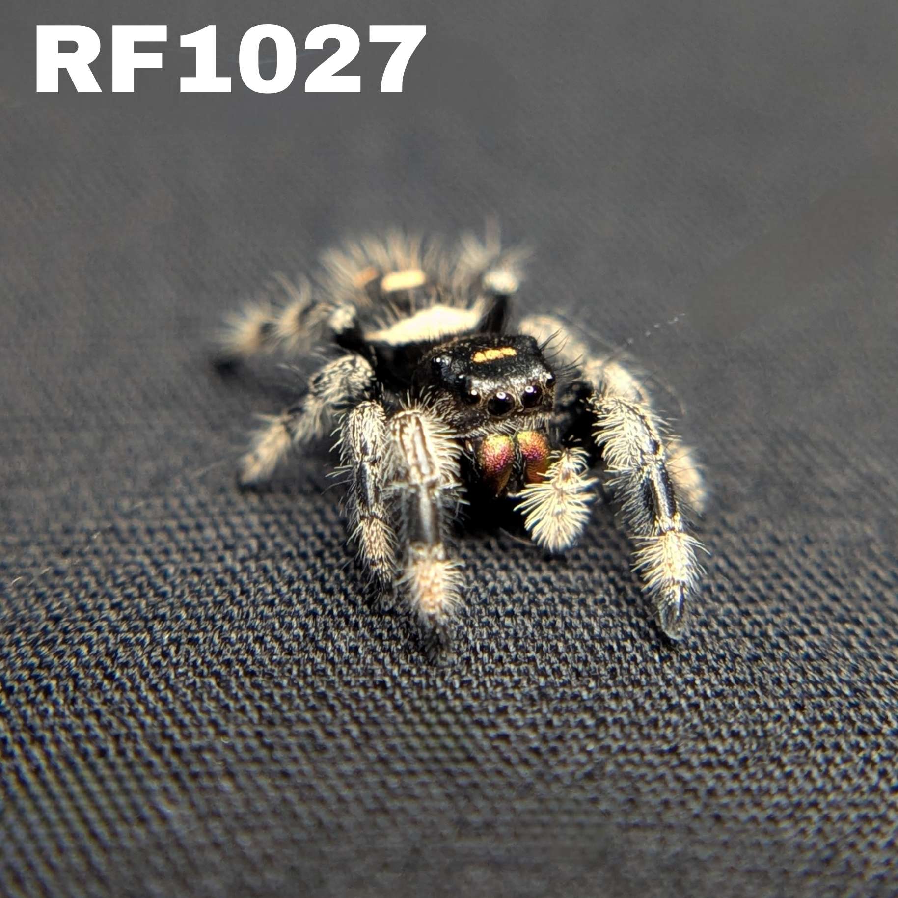 Regal Jumping Spider "Banshee"
