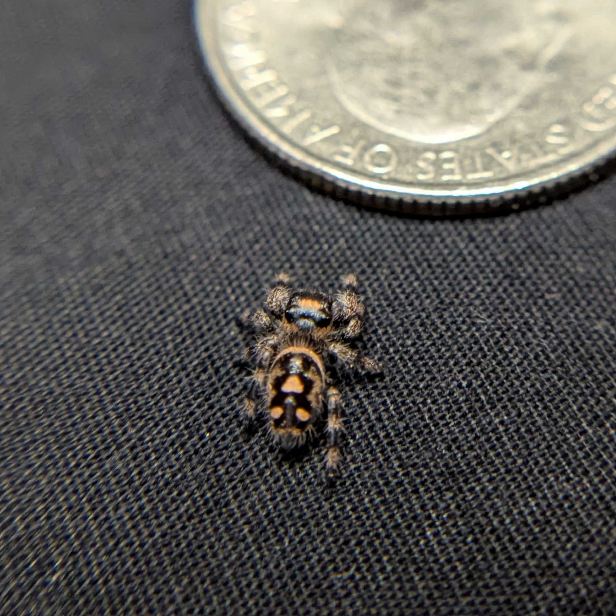 Regal Jumping Spider "Chocolate"