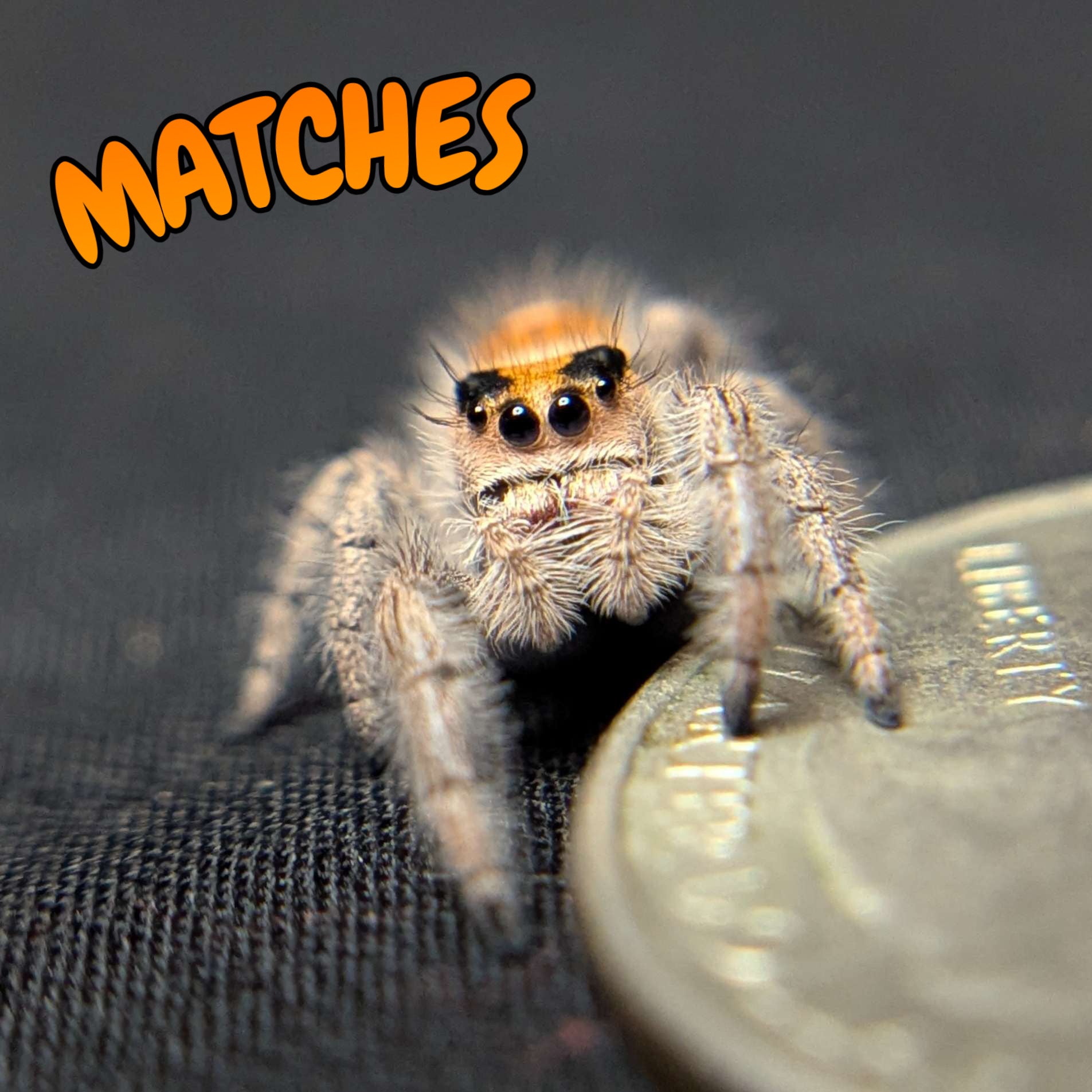 Regal Jumping Spider "Matches"