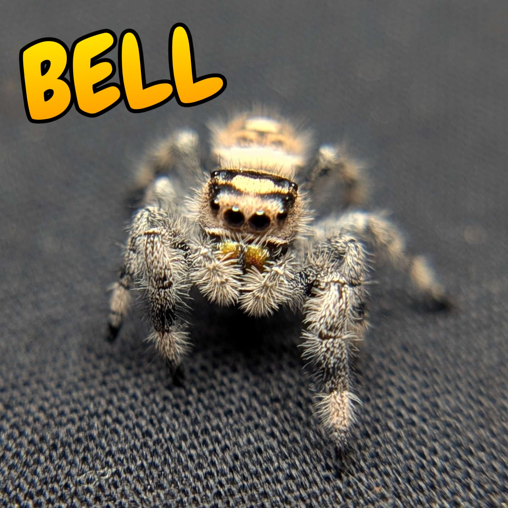 Regal Jumping Spider "Bell"
