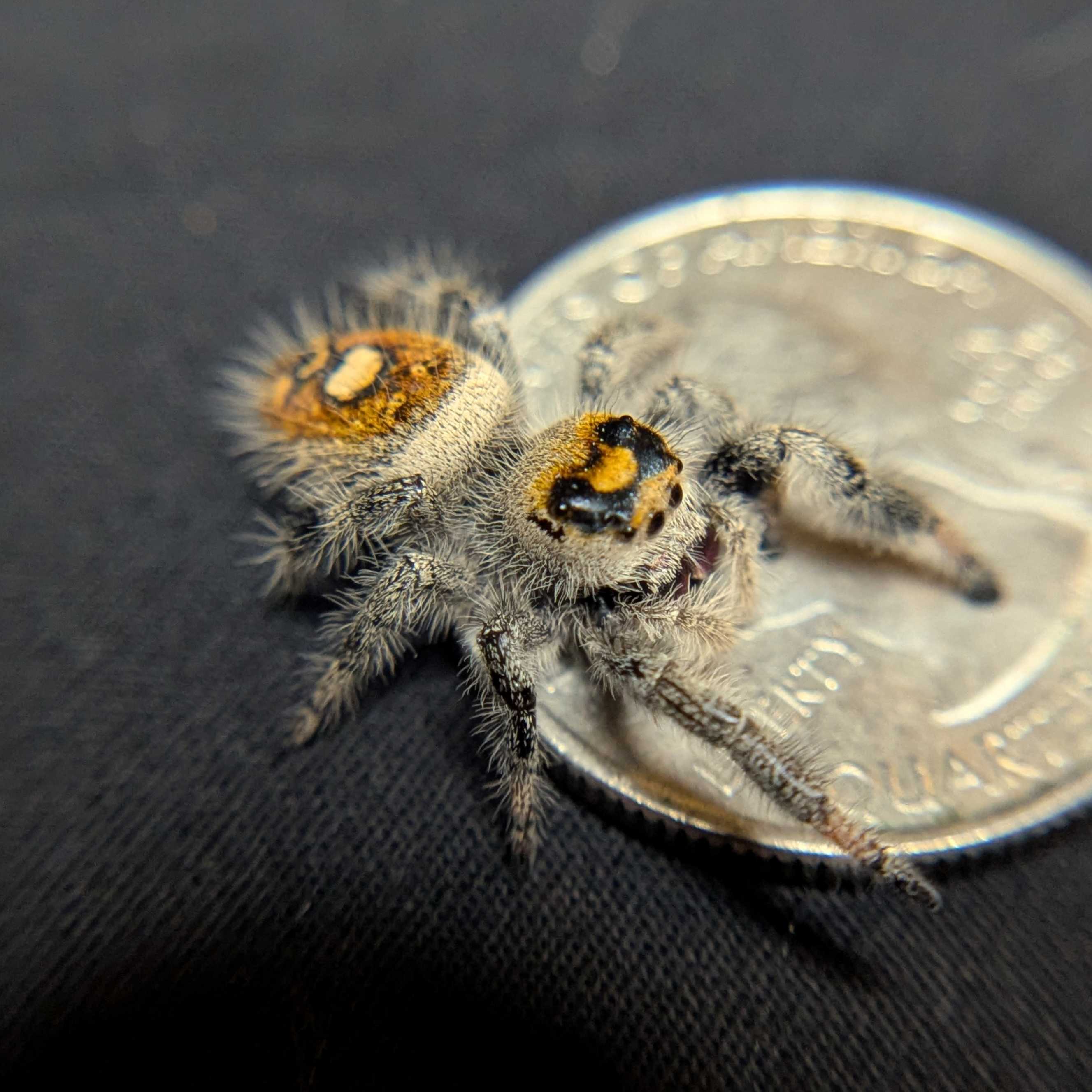 Regal Jumping Spider "Squash"