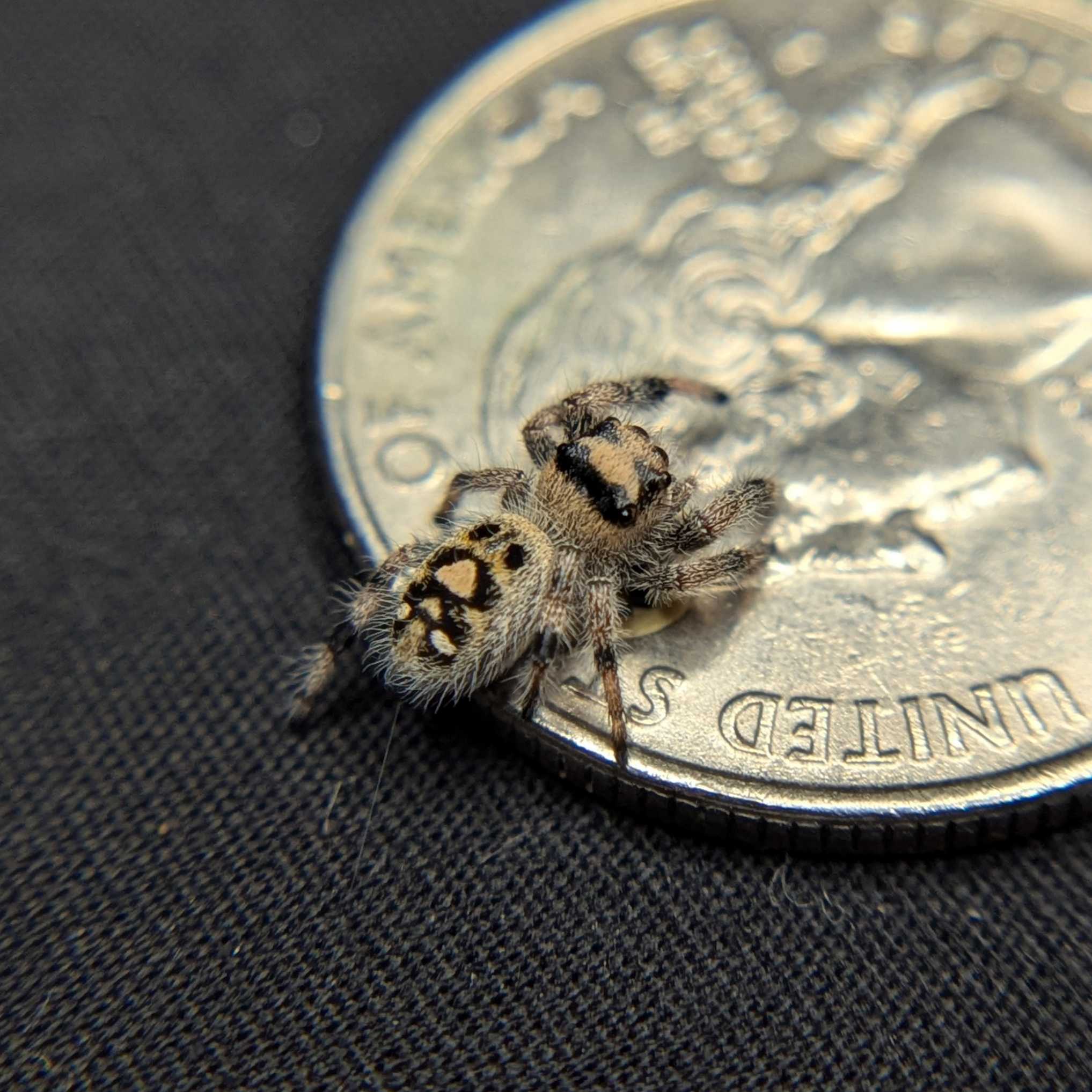 Regal Jumping Spider "Bell"