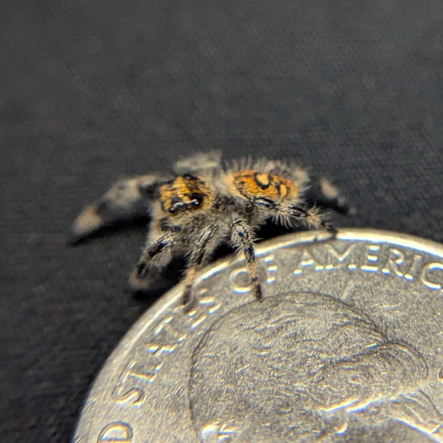 Regal Jumping Spider "Caramel"
