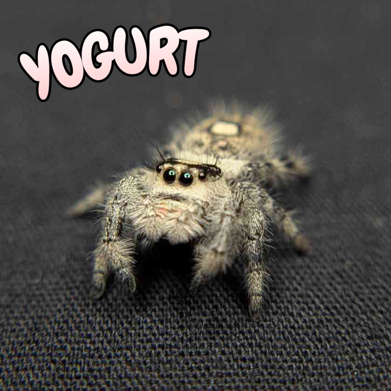 Regal Jumping Spider "Yogurt"