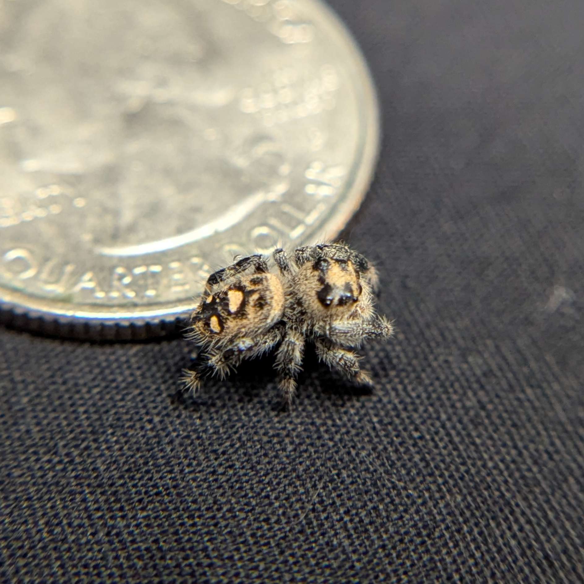 Regal Jumping Spider "Beth"