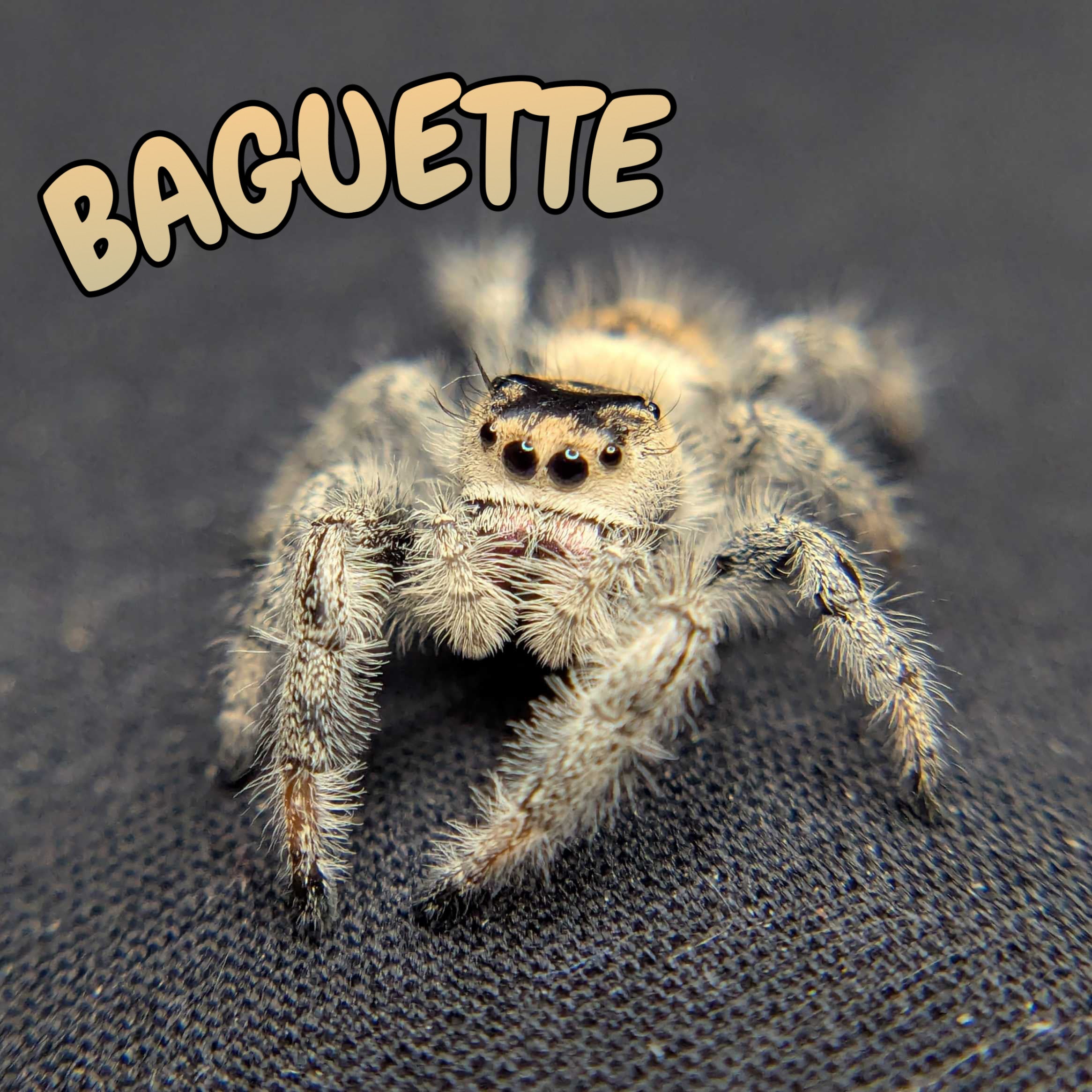 Regal Jumping Spider "Baguette"