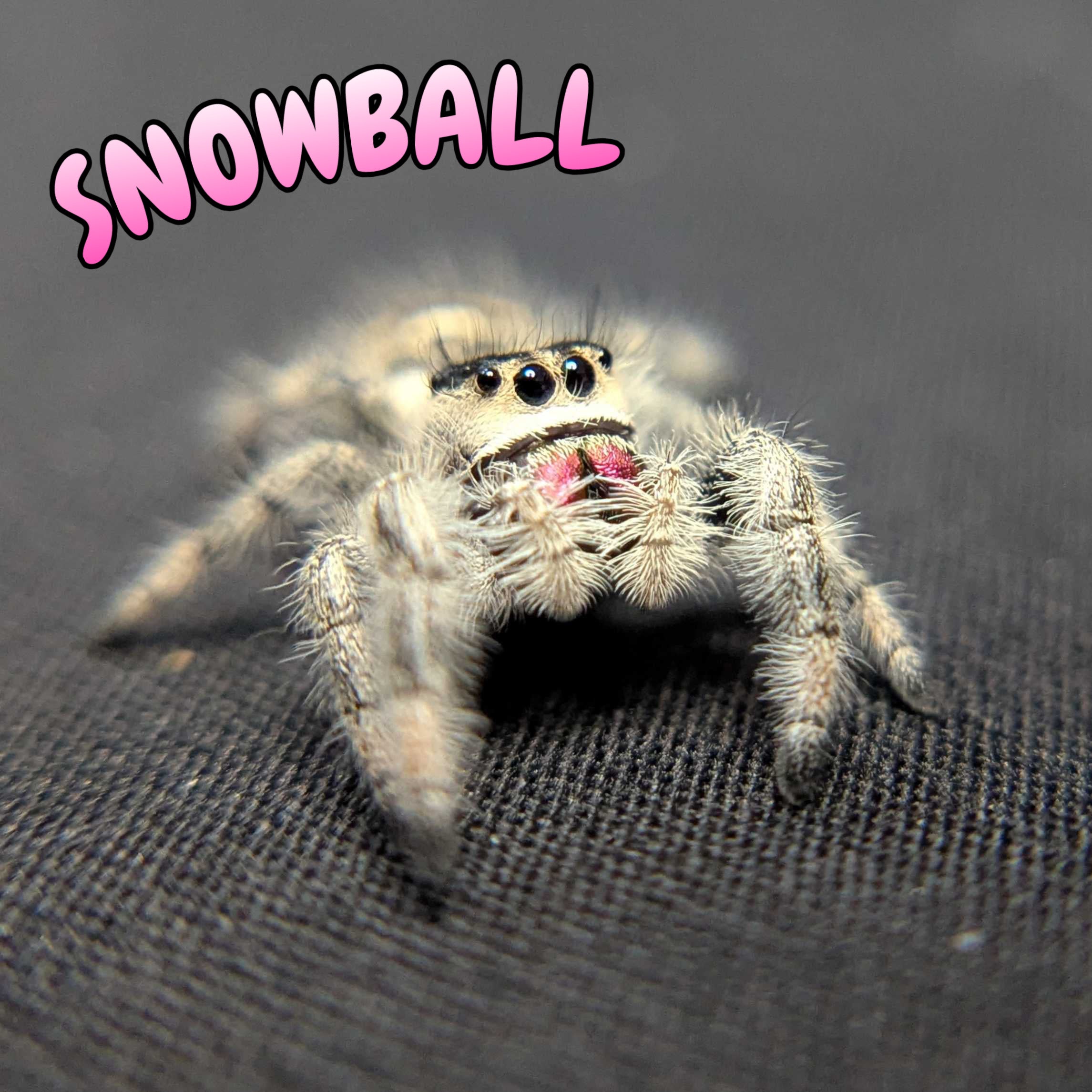 Regal Jumping Spider "Snowball"